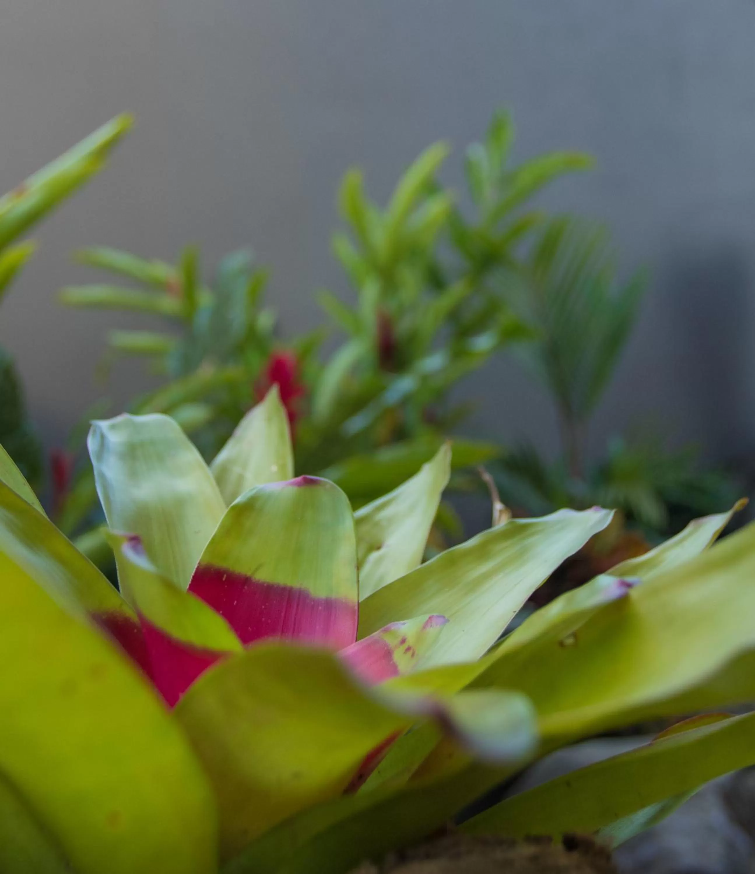 Natural landscape in La Fortuna Lodge by Treebu Hotels