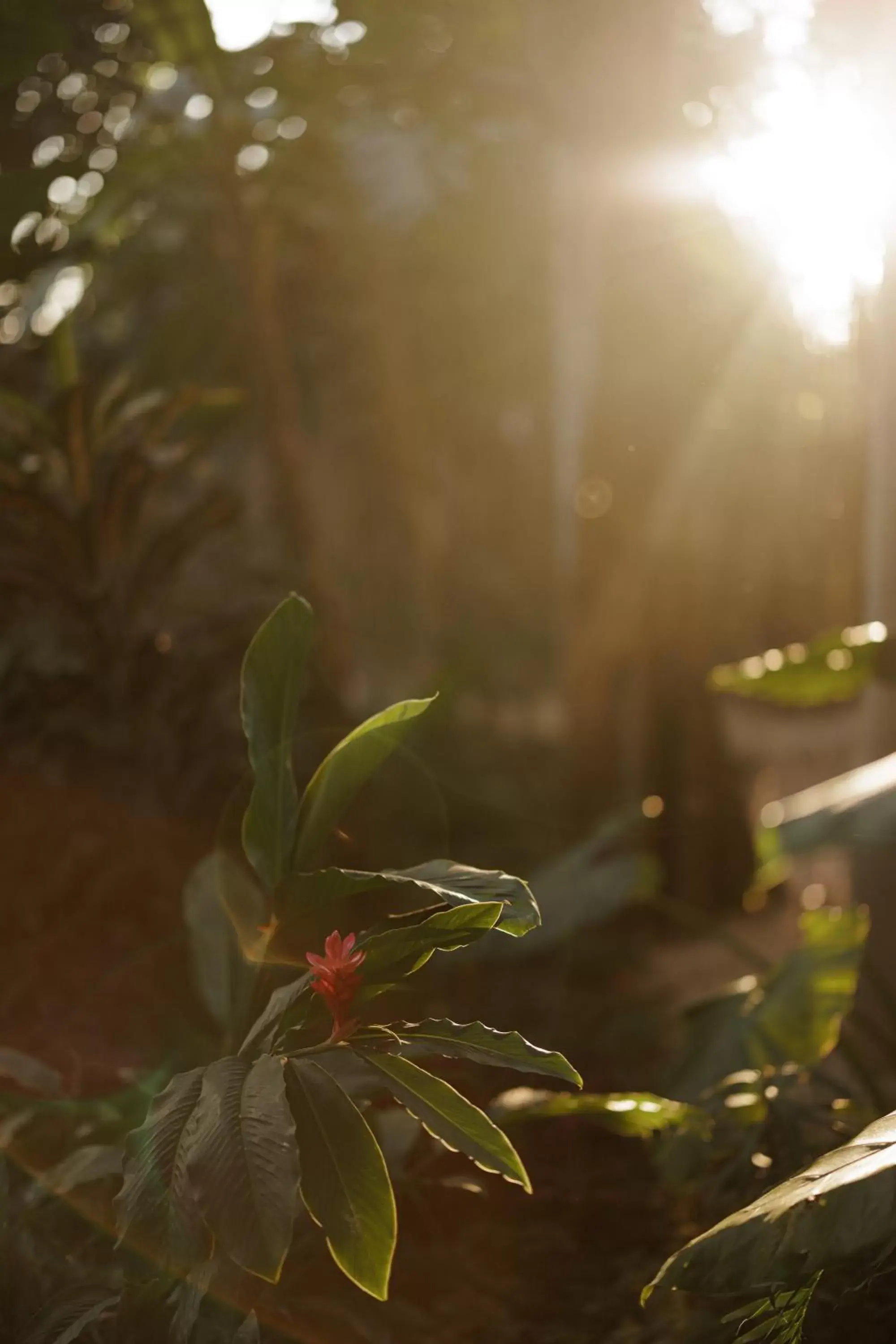 Natural landscape in Casona los Cedros