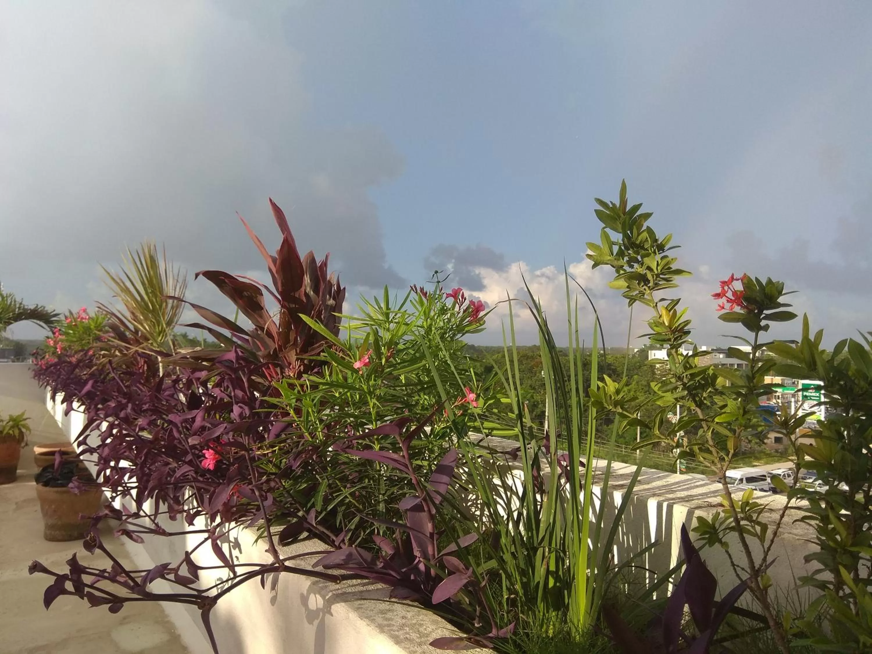 Balcony/Terrace in La Palmita Budget Boutique Hotel