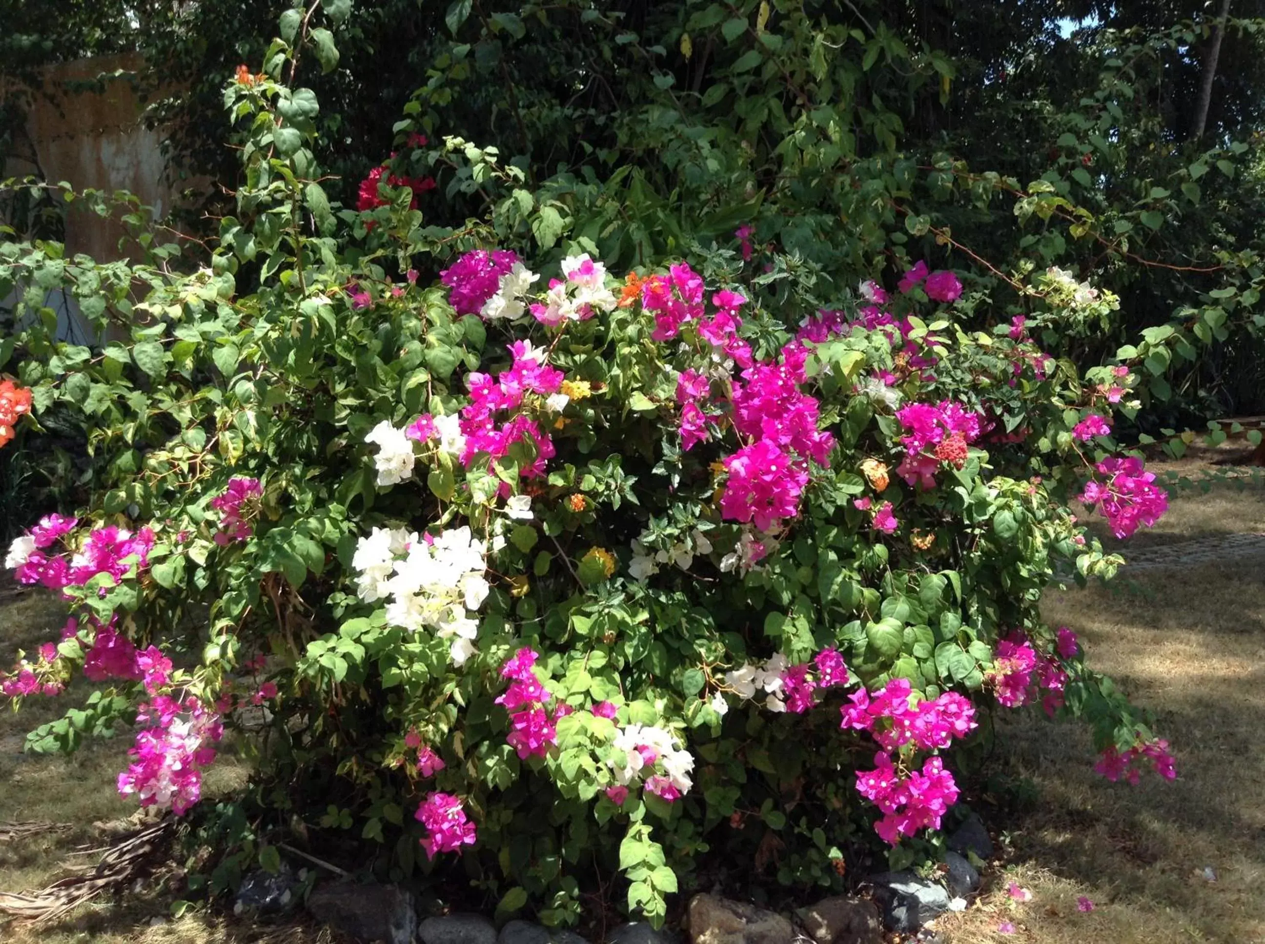 Garden in Balay Tuko Garden Inn