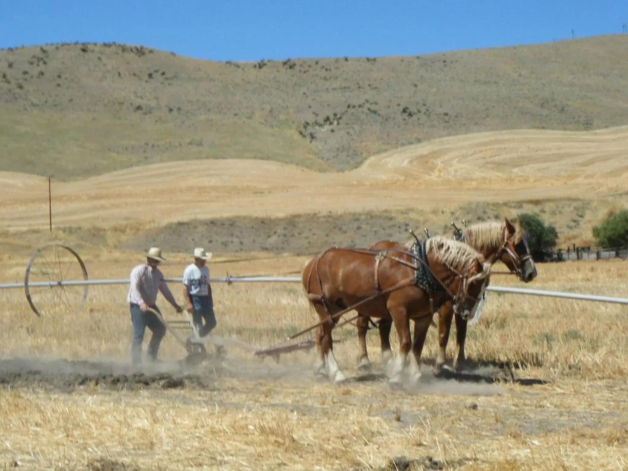 Entertainment, Horseback Riding in Balch Hotel