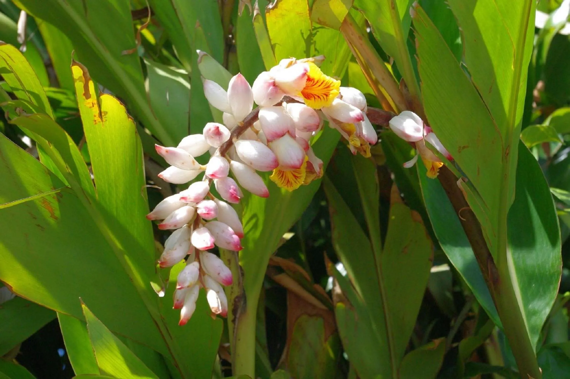 Garden in Aqua Marine Guest House