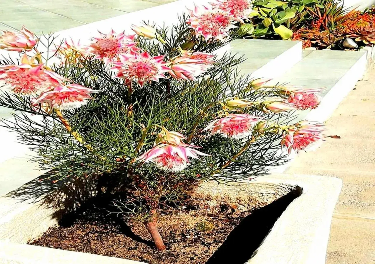 Garden in De Wingerd Wijnland Lodge Garden in De Wingerd Wijnland Lodge