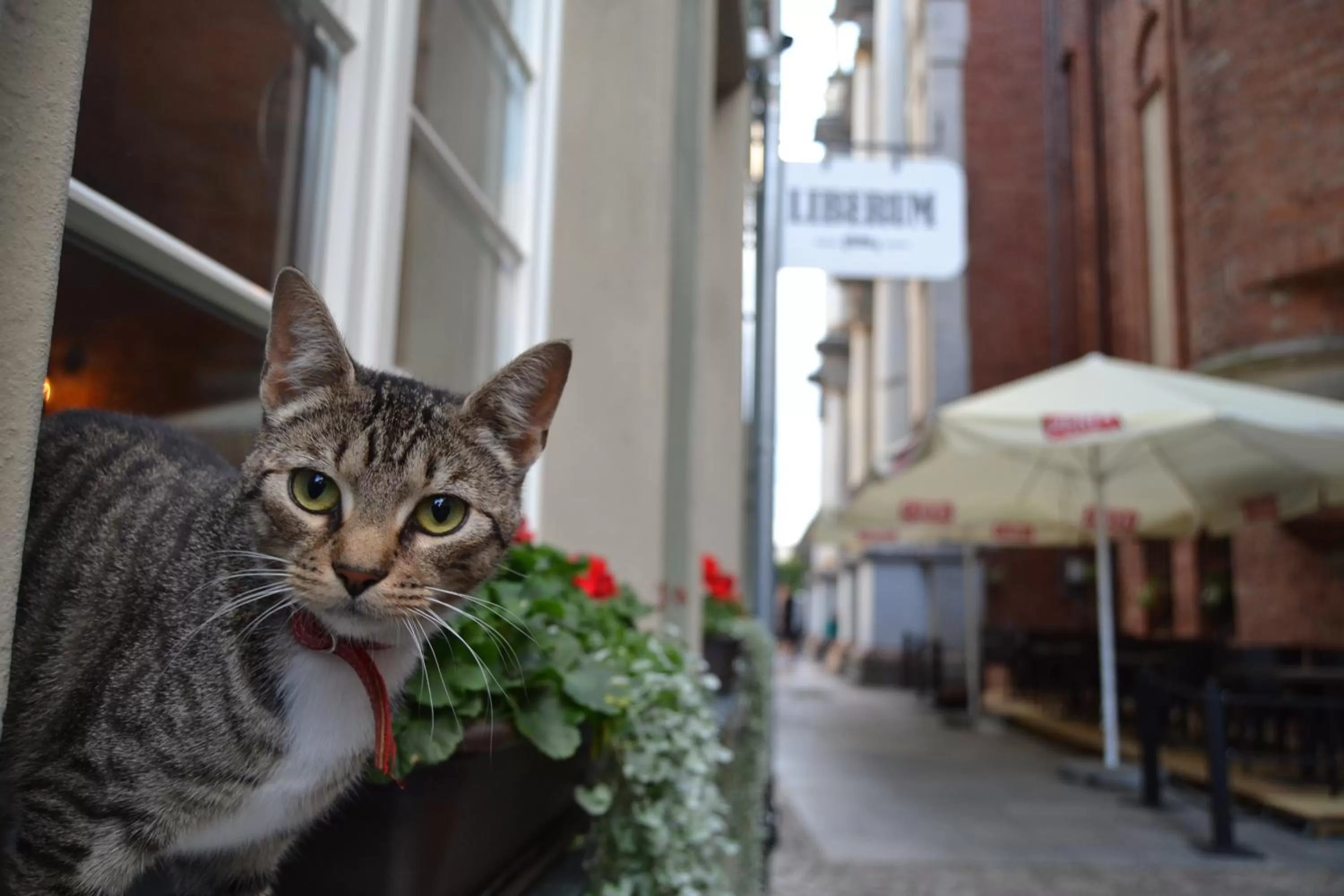 Pets in Liberum Residence Old Town