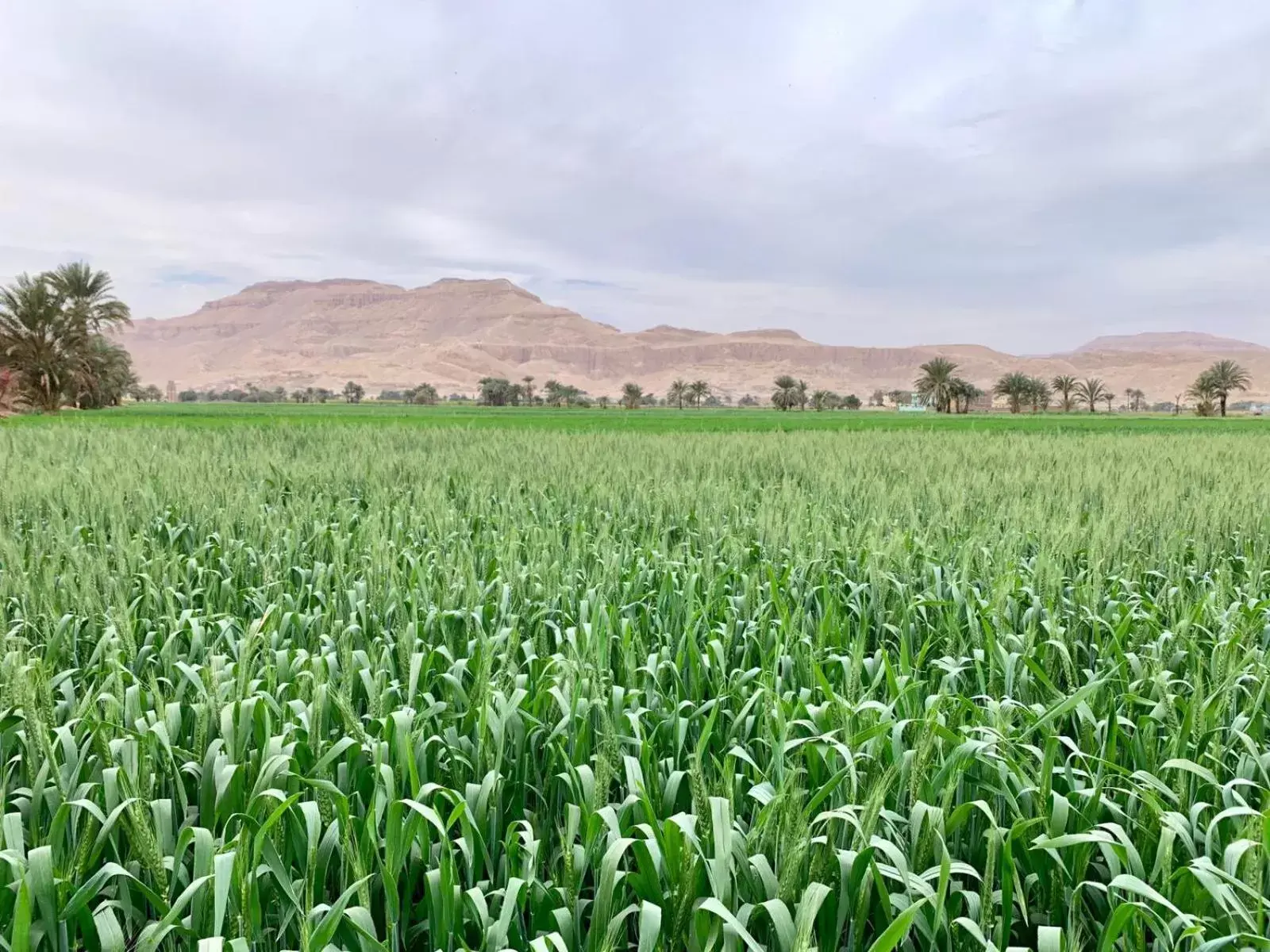 Natural Landscape in New Memnon Hotel