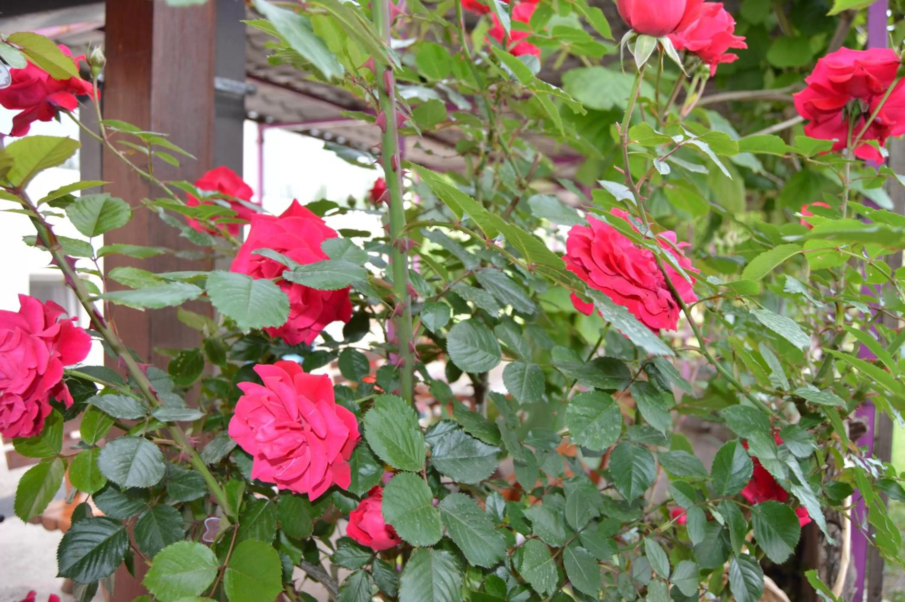 Garden in Pansion Modana Medjugorje