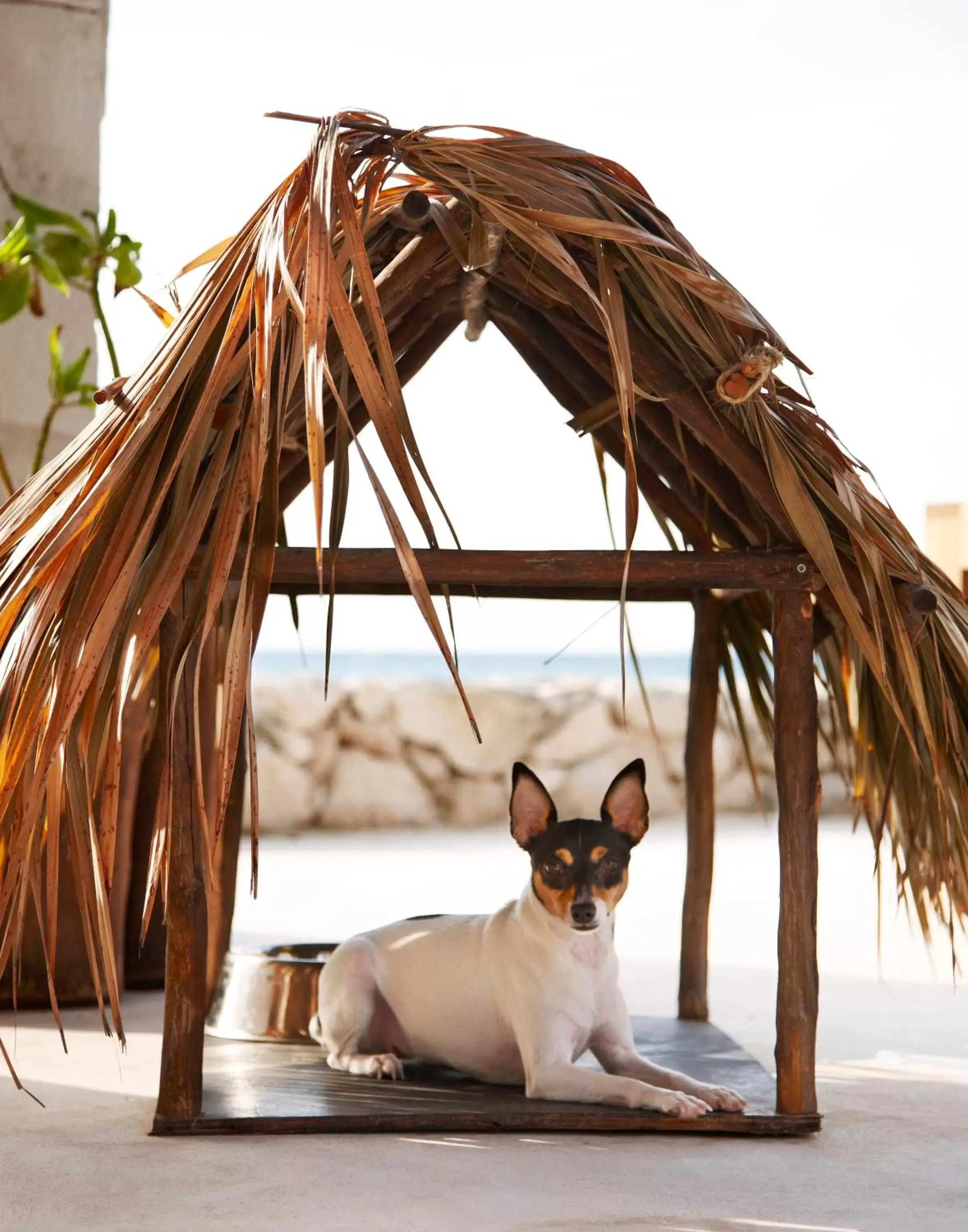 Pets in Viceroy Riviera Maya, a Luxury Villa Resort