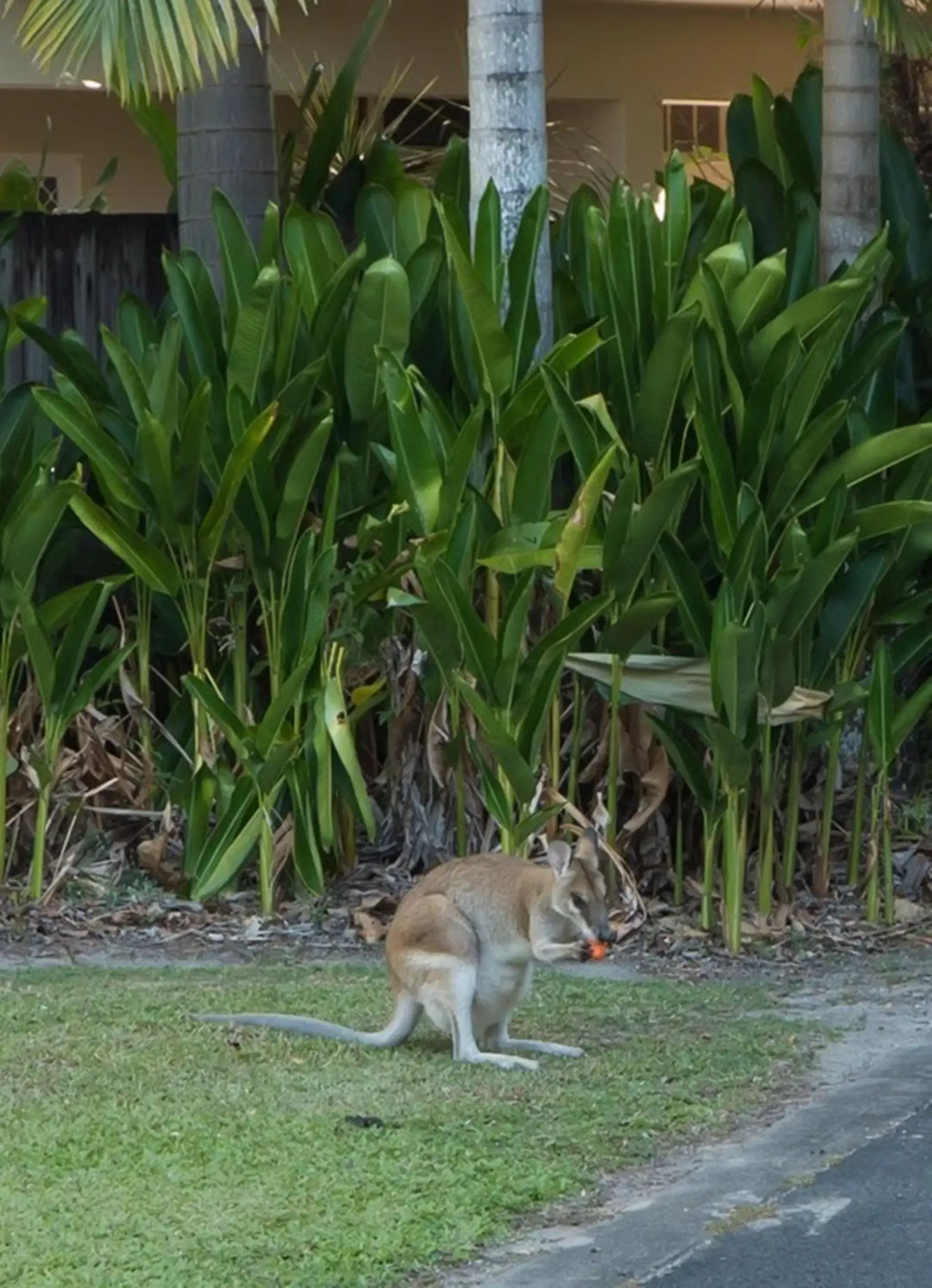 Facade/entrance, Other Animals in Marlin Cove Holiday Resort