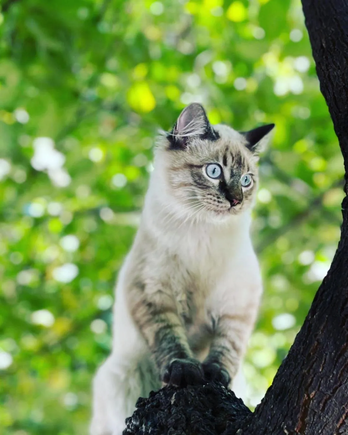 Animals in Hotel Paradiso