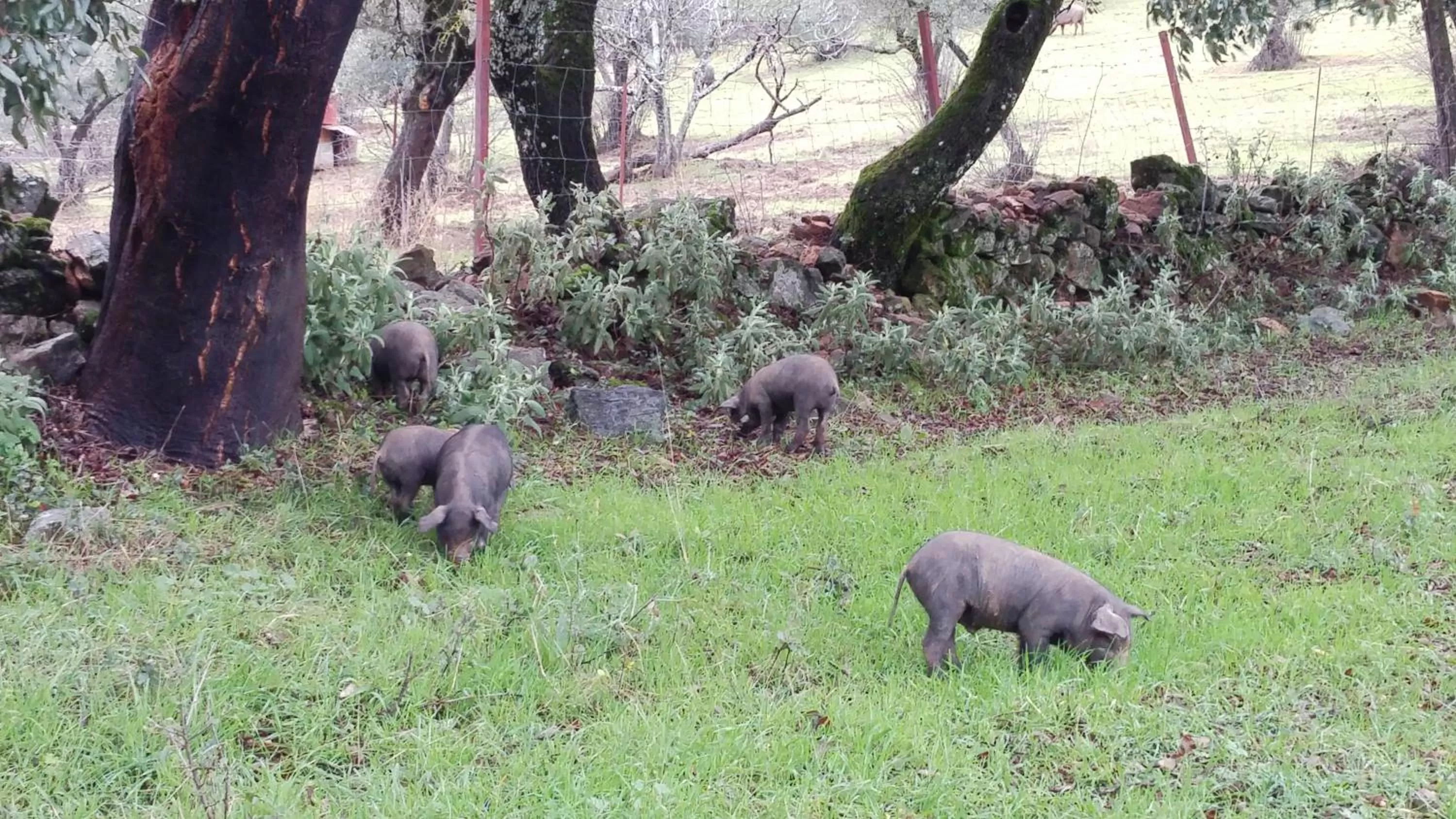 Natural landscape in Hotel La Era de Aracena - Adults Only