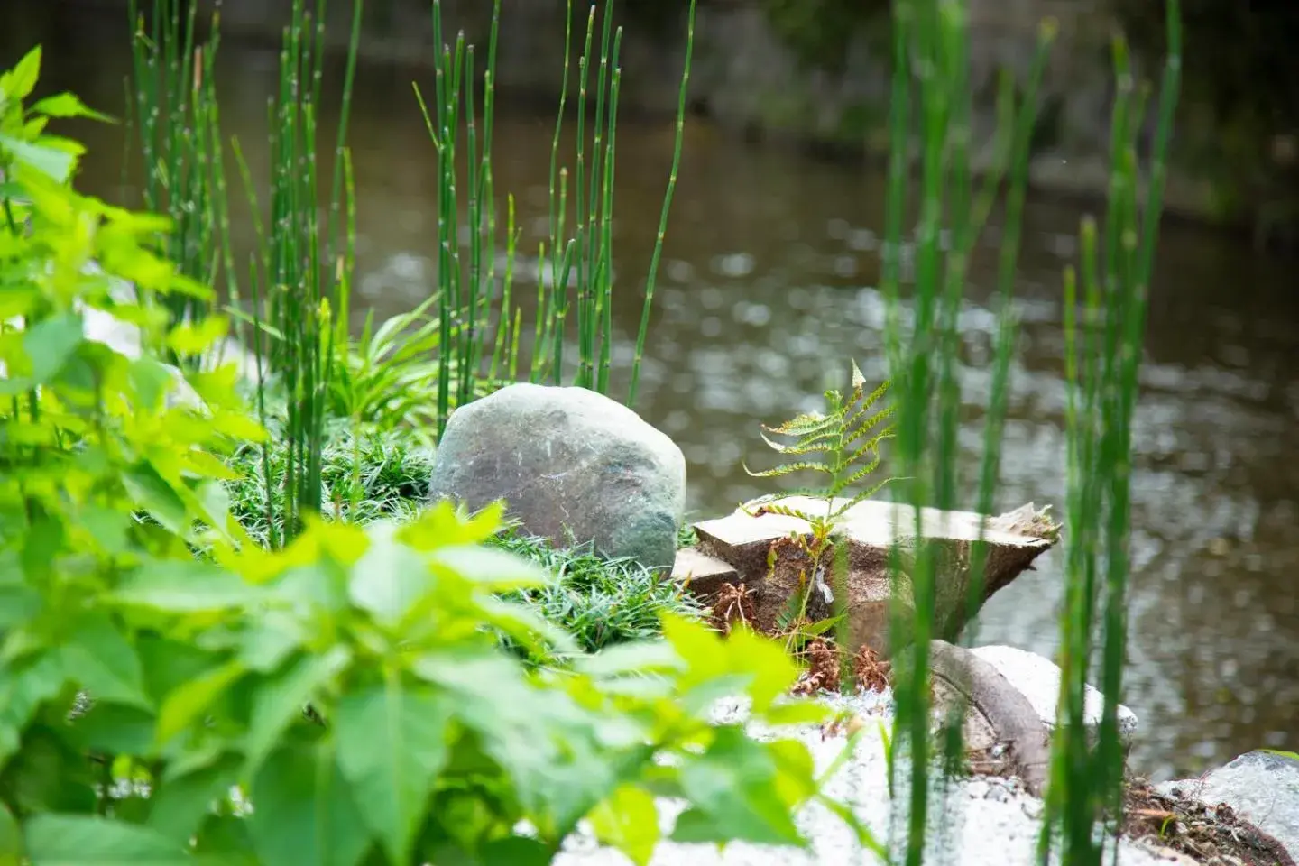 Summer, Other Animals in Kyoto Takasegawa Bettei