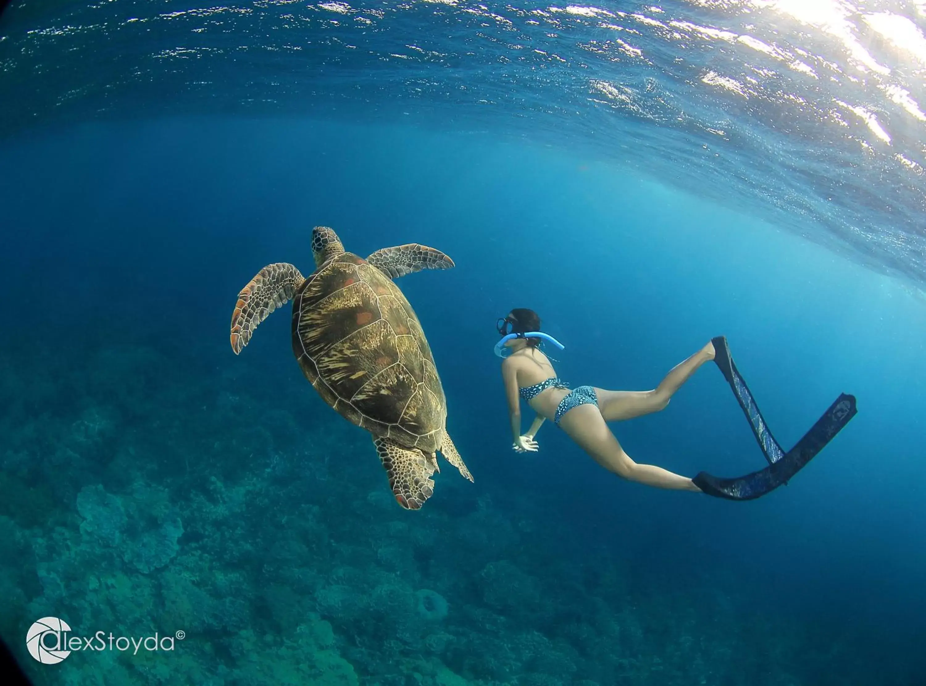Snorkeling, Other Animals in Mahi Mahi Dive Resort