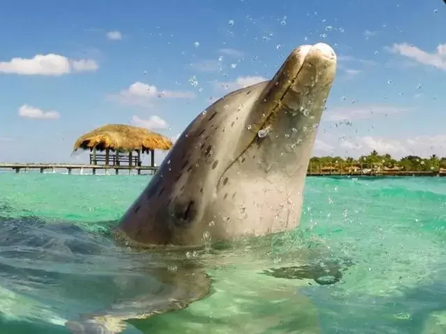 Activities, Other Animals in Conch Key Fishing Lodge & Marina