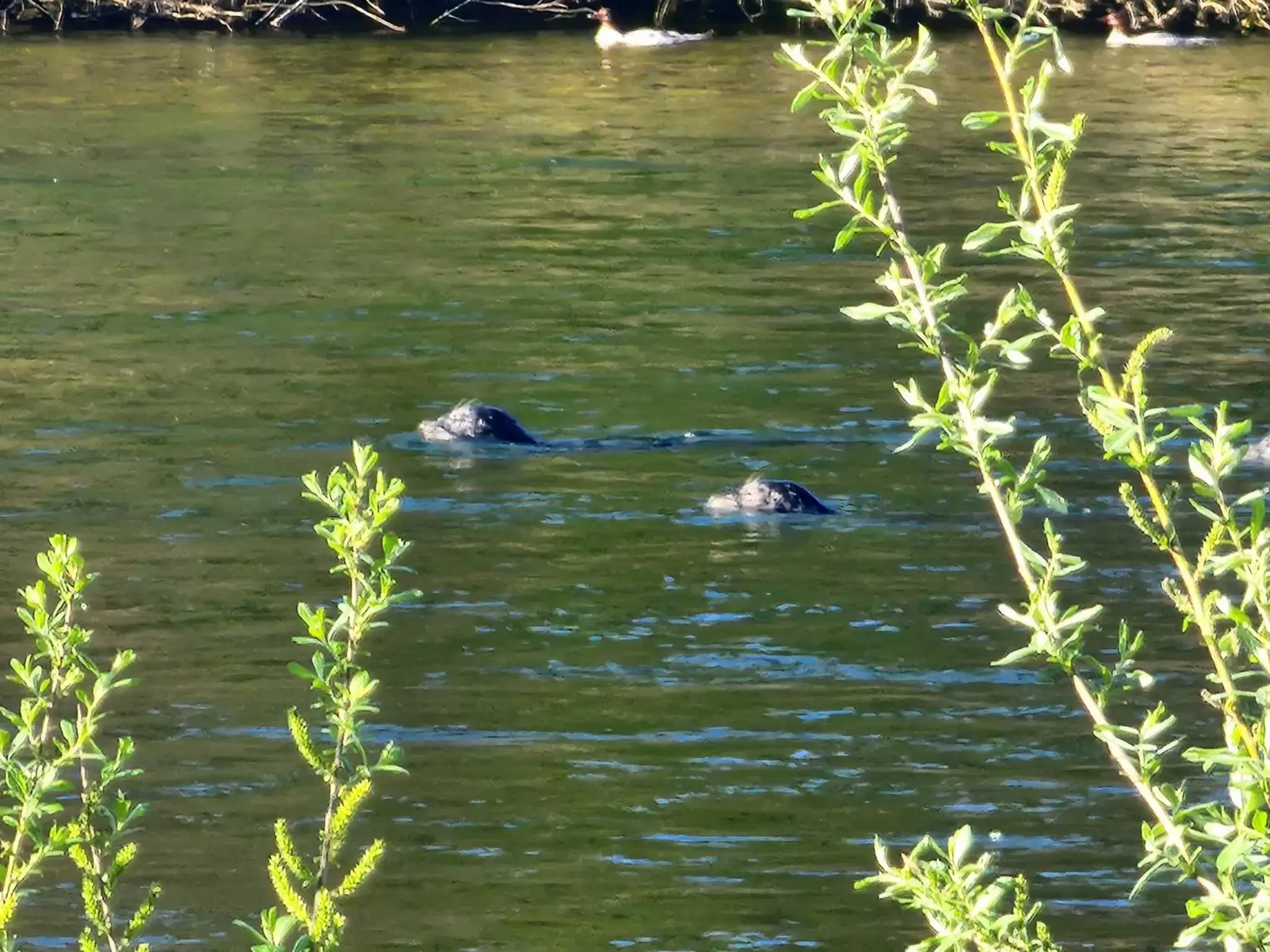 Other Animals in Campbell River Lodge by Riverside