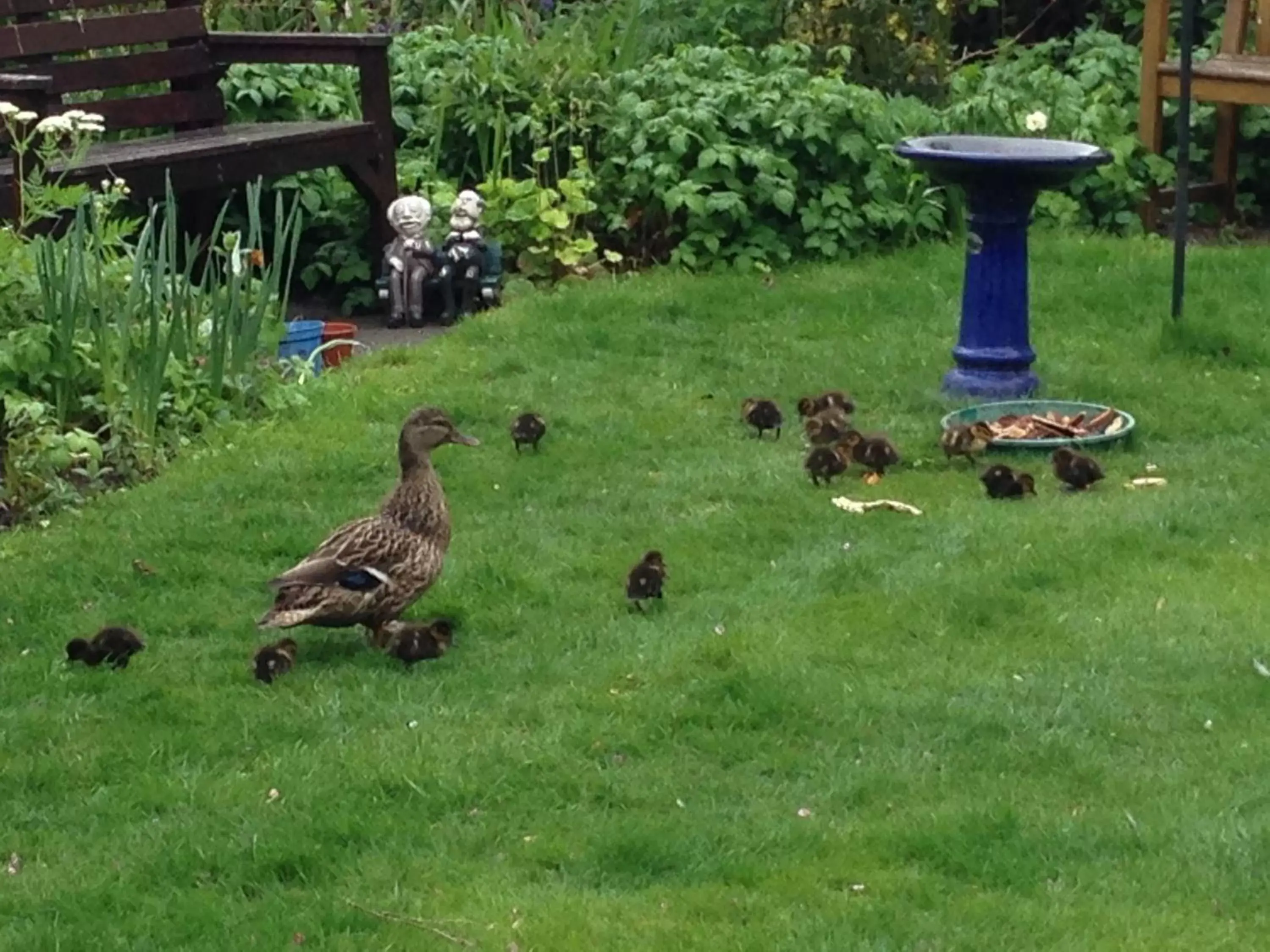 Garden in Fairlight Lodge