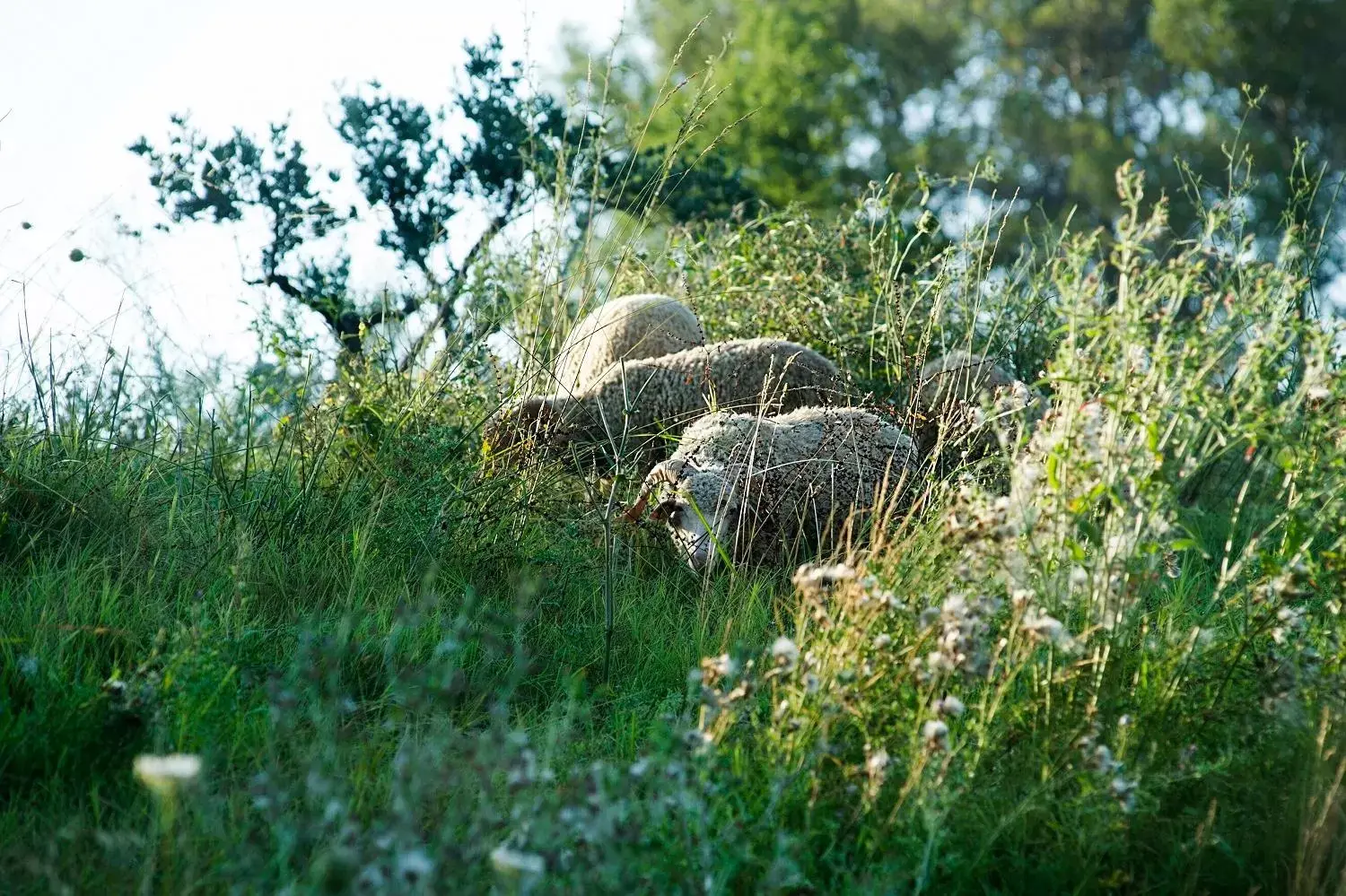 Other Animals in Château de Berne