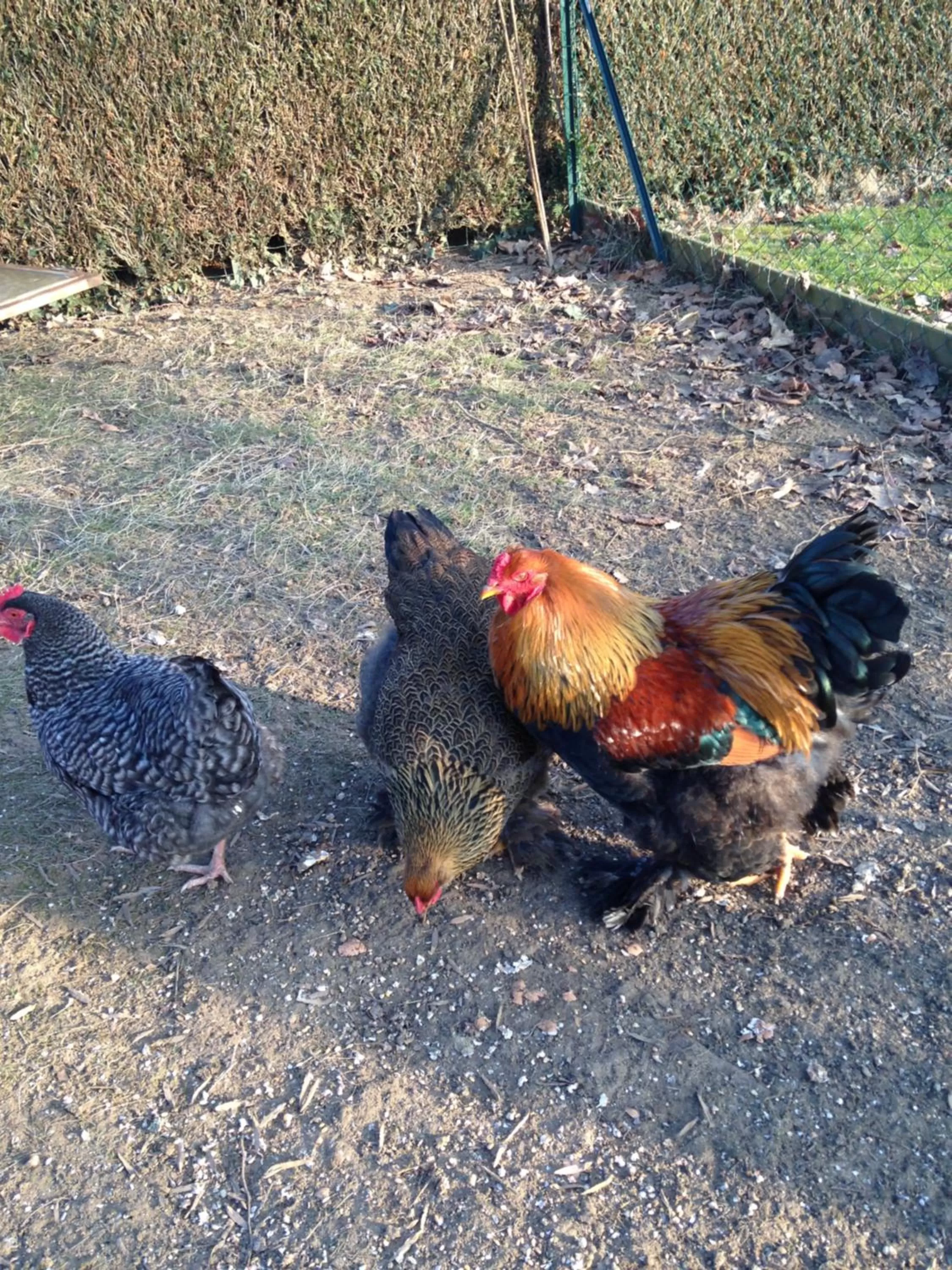 Pets in Chambres d'hôtes Le Bas Rassinoux