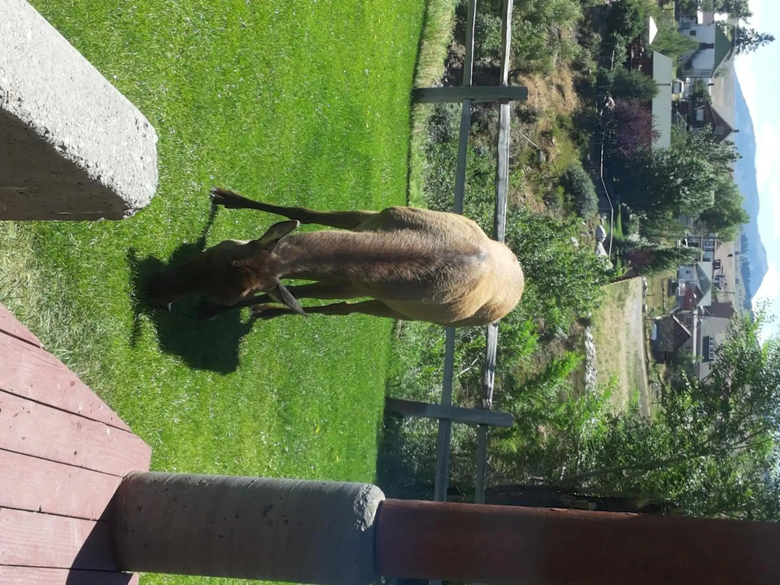 Day, Other Animals in Absaroka Lodge