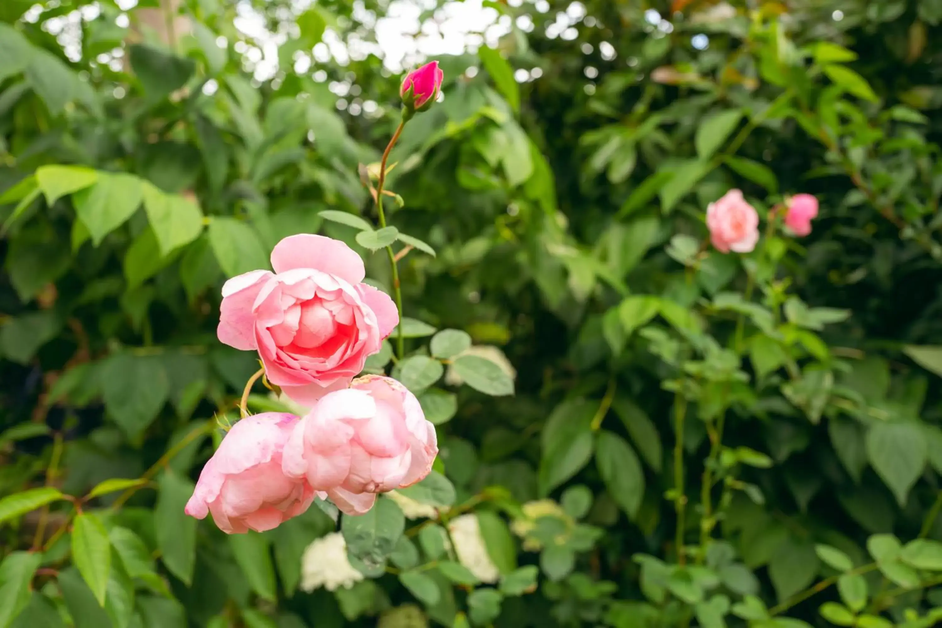 Garden in Grosvenor Villa