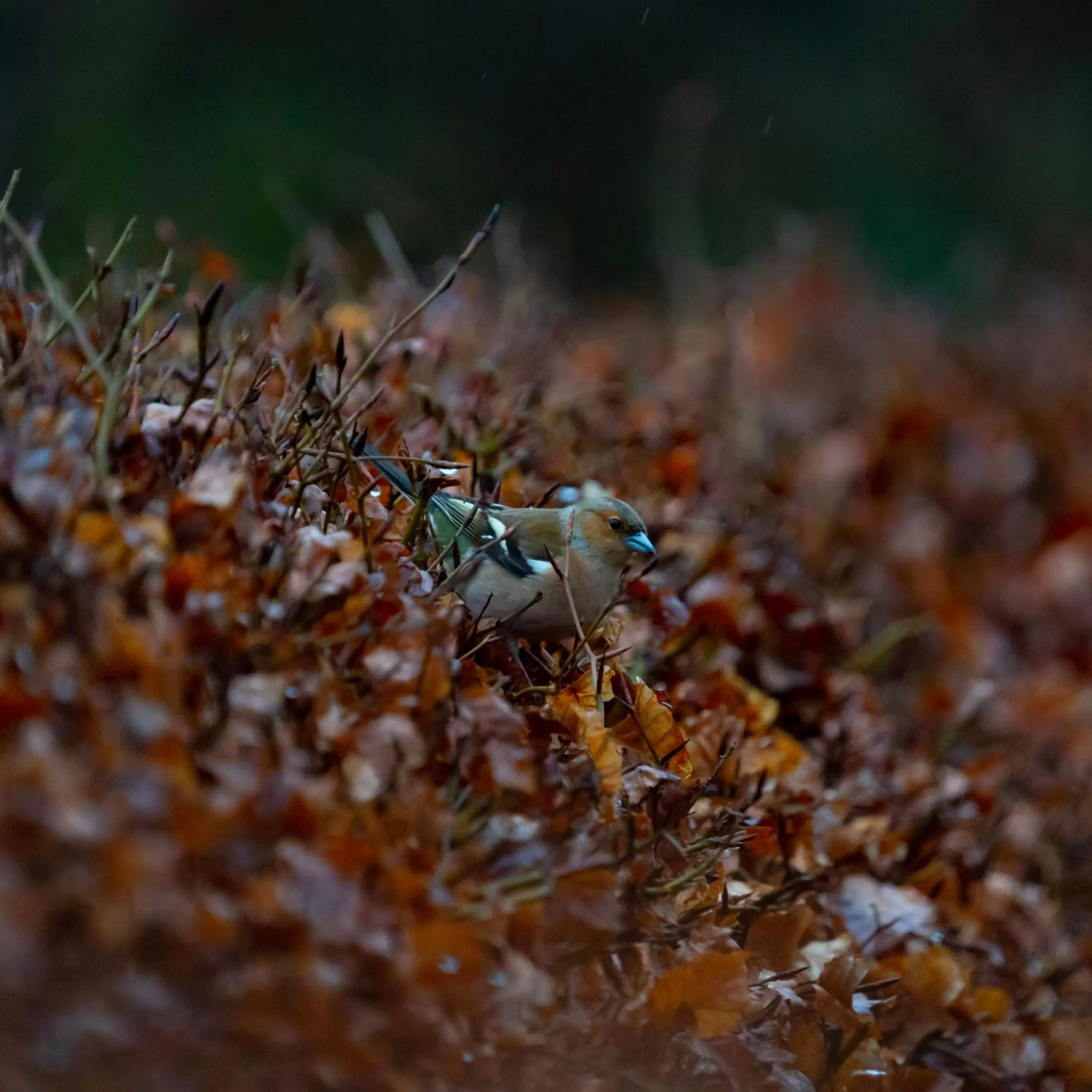 Animals, Other Animals in Retreat at The Knowe Auchincruive Estate