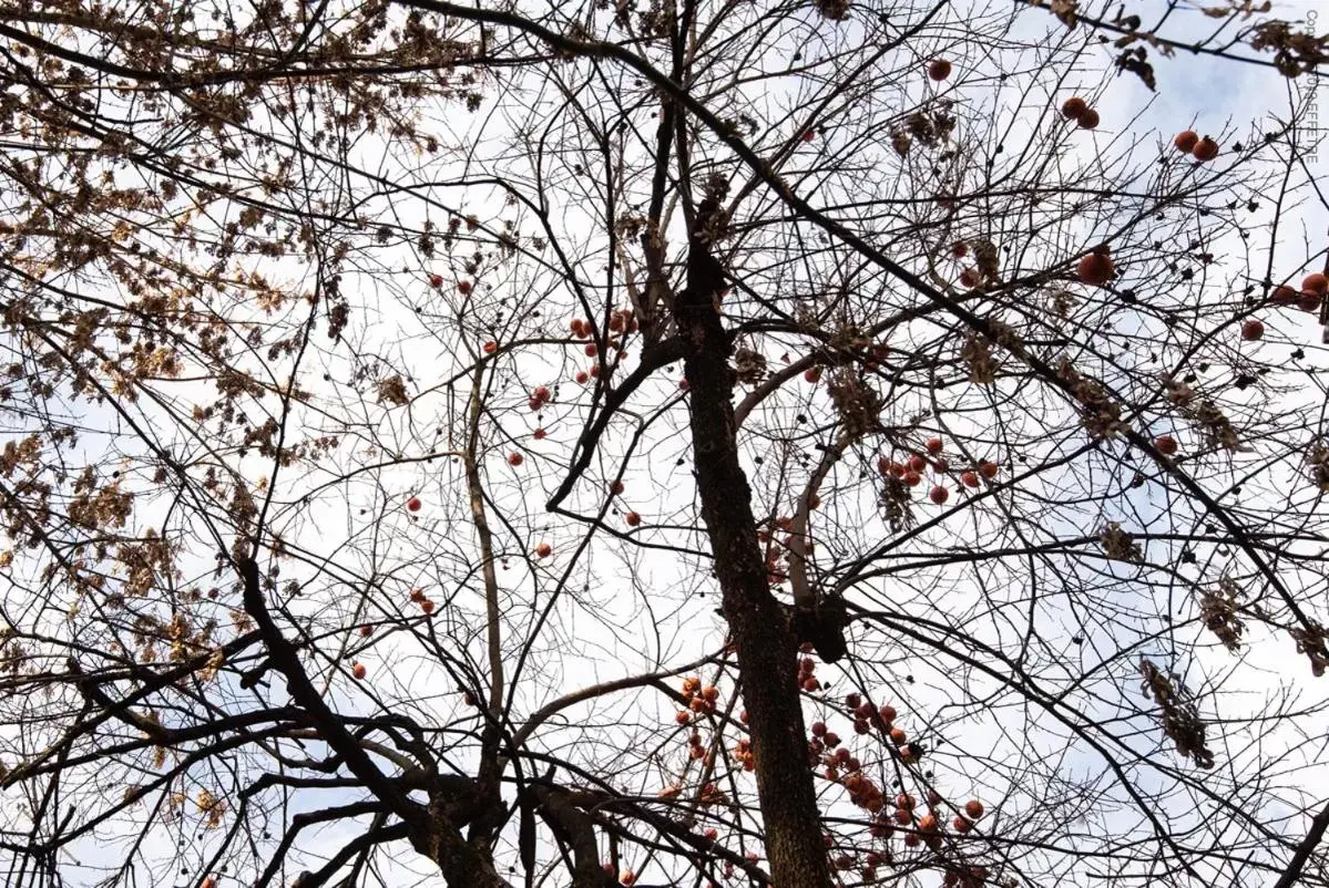 Winter in La Meridiana