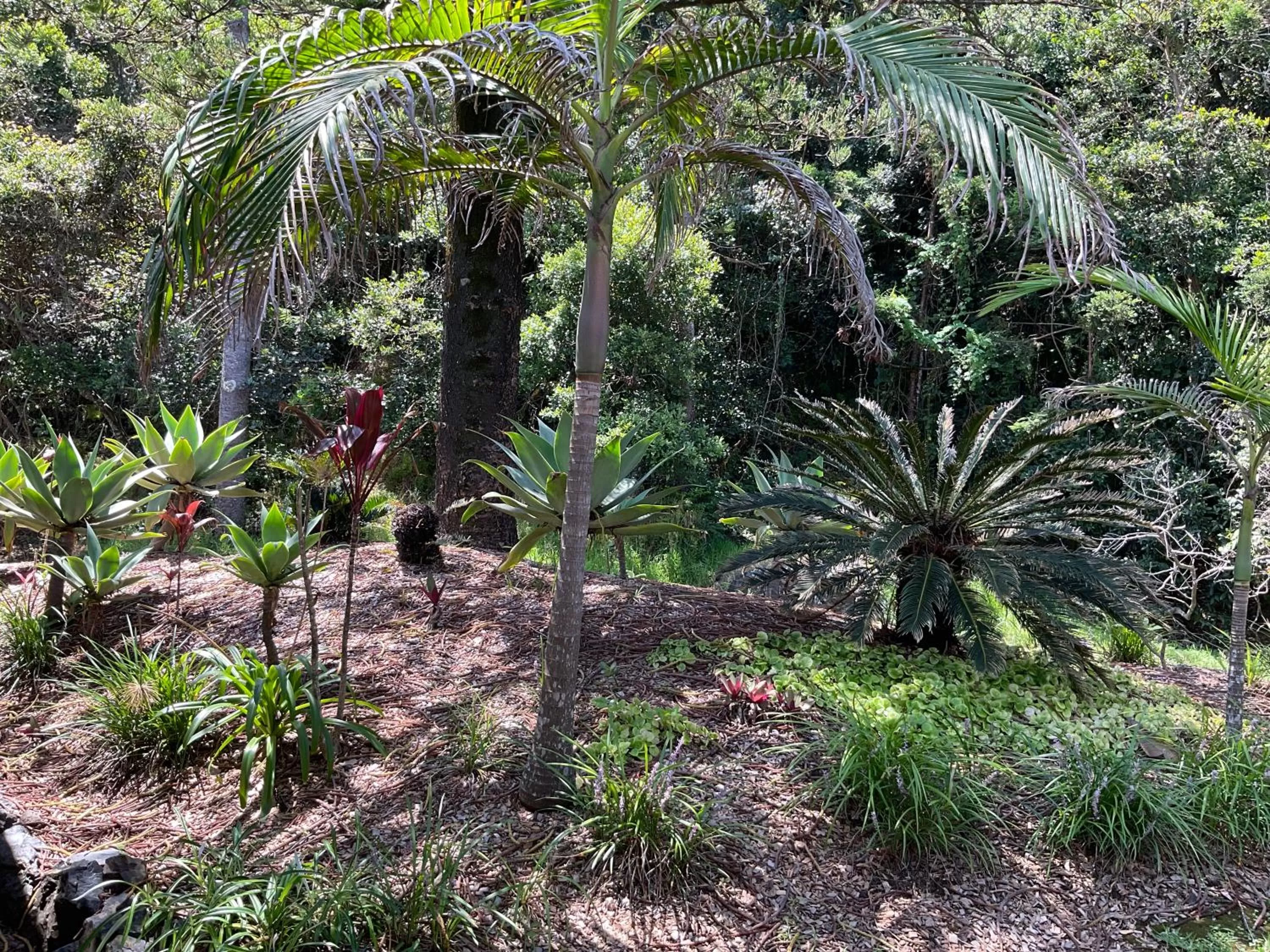 Garden in Private Suite Nautilus Beach Front Resort