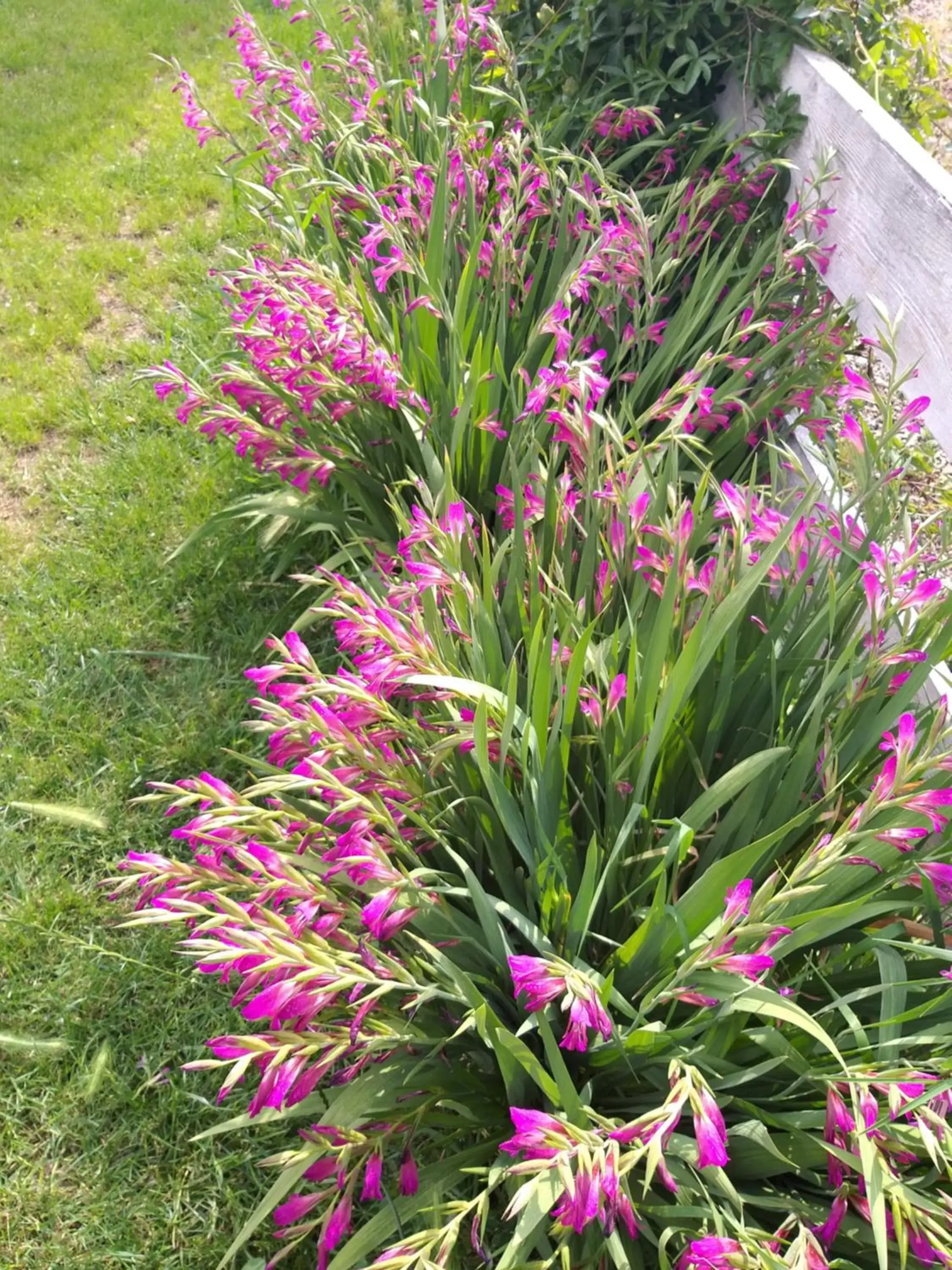 Garden in Antico Pioppo