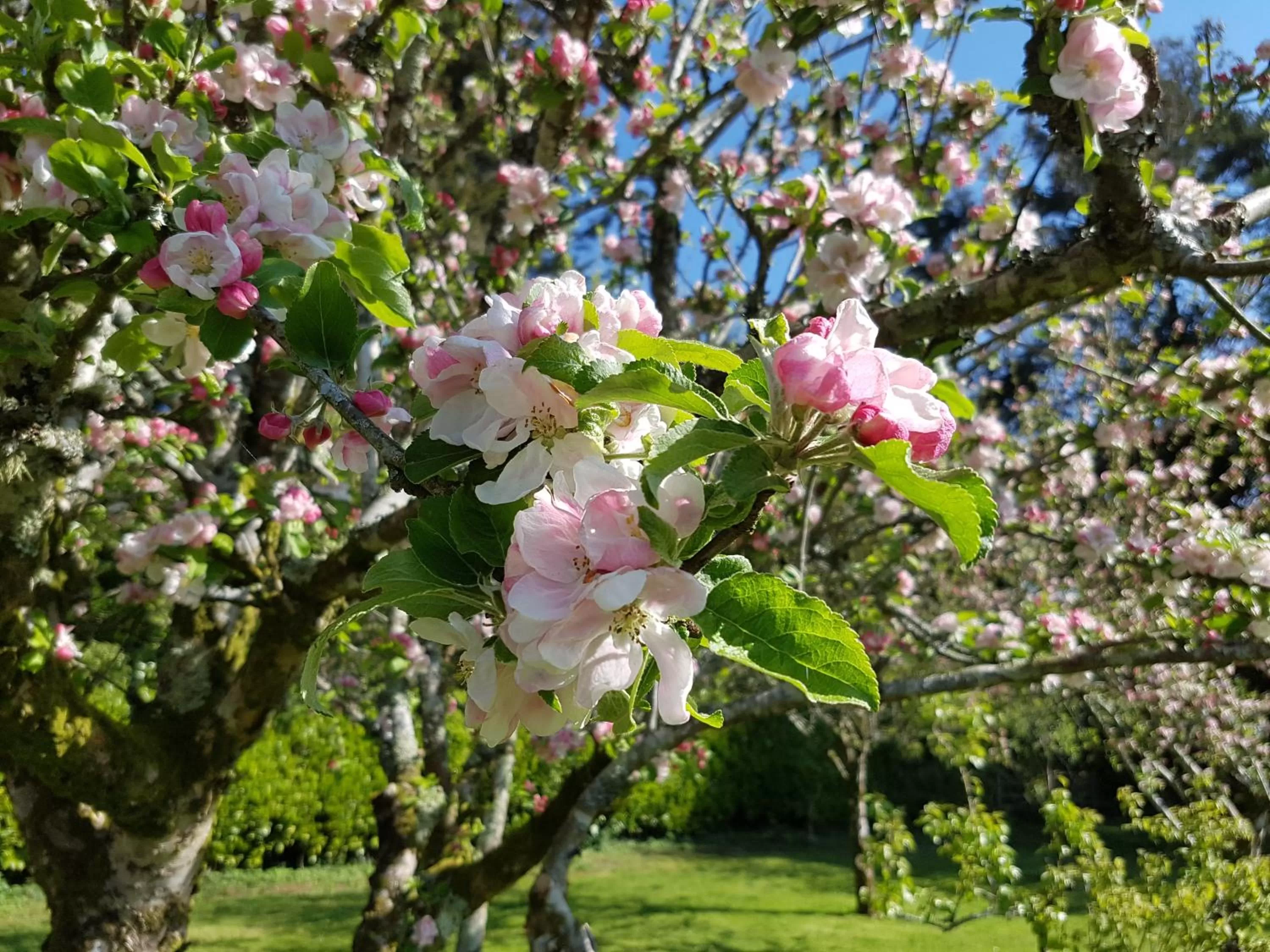View (from property/room) in Great Trethew Hotel - Self Catering Lodges - Bar & Restaurant