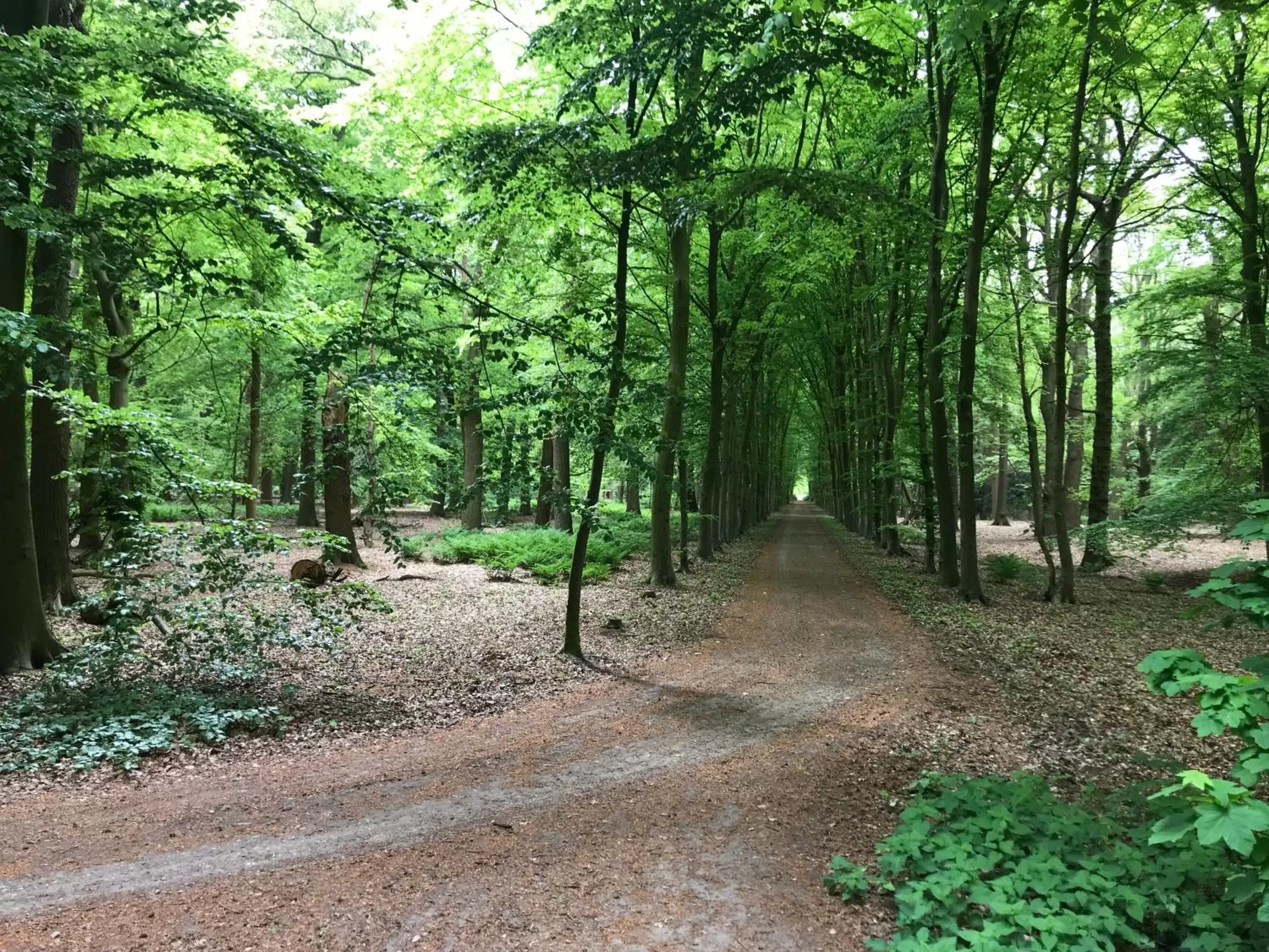 Natural landscape in B&B 'het Gripshuis'