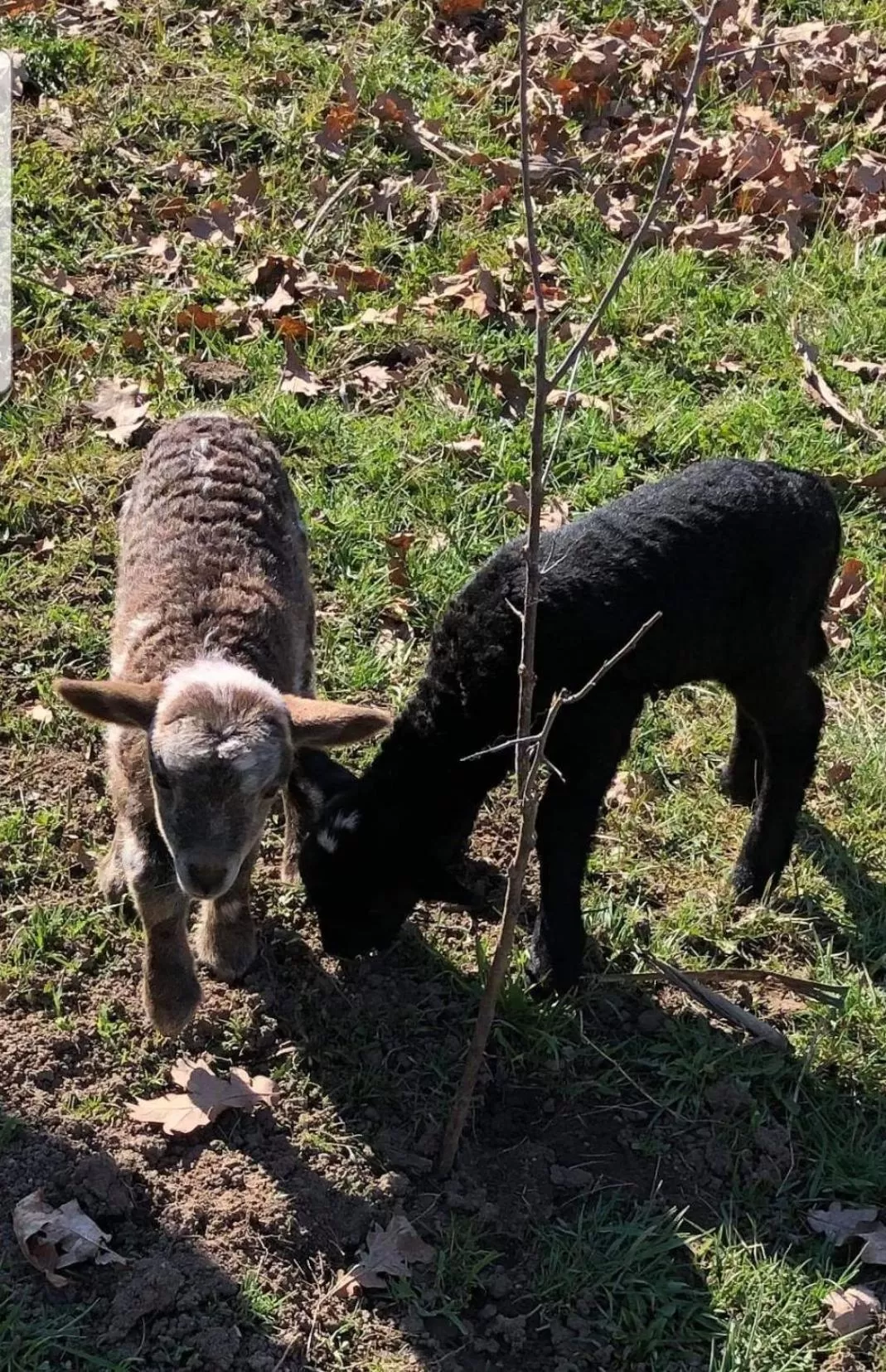 Property building, Other Animals in Pensiunea SilvAnka