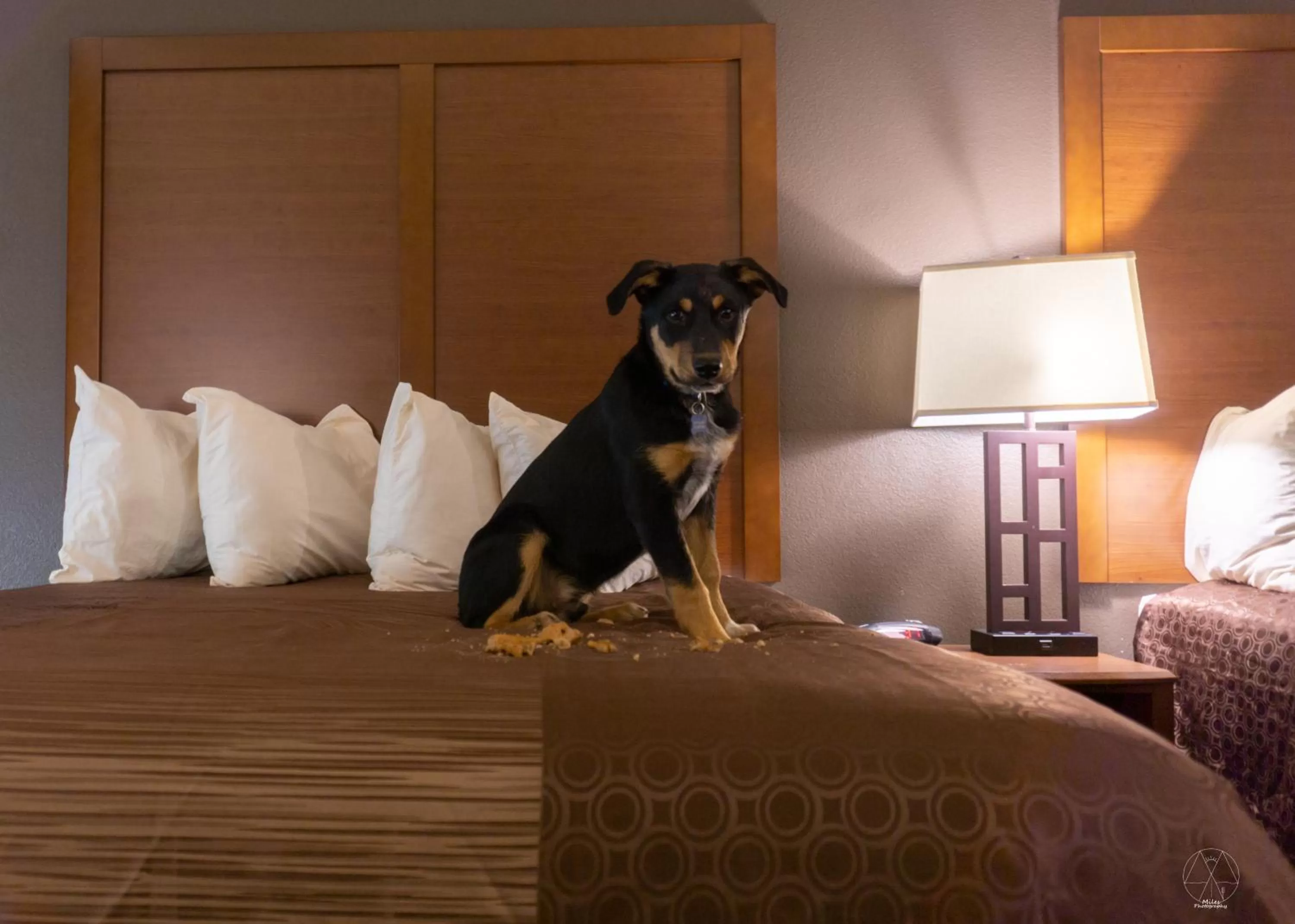 Bedroom, Bed in Newcastle Lodge & Convention Center