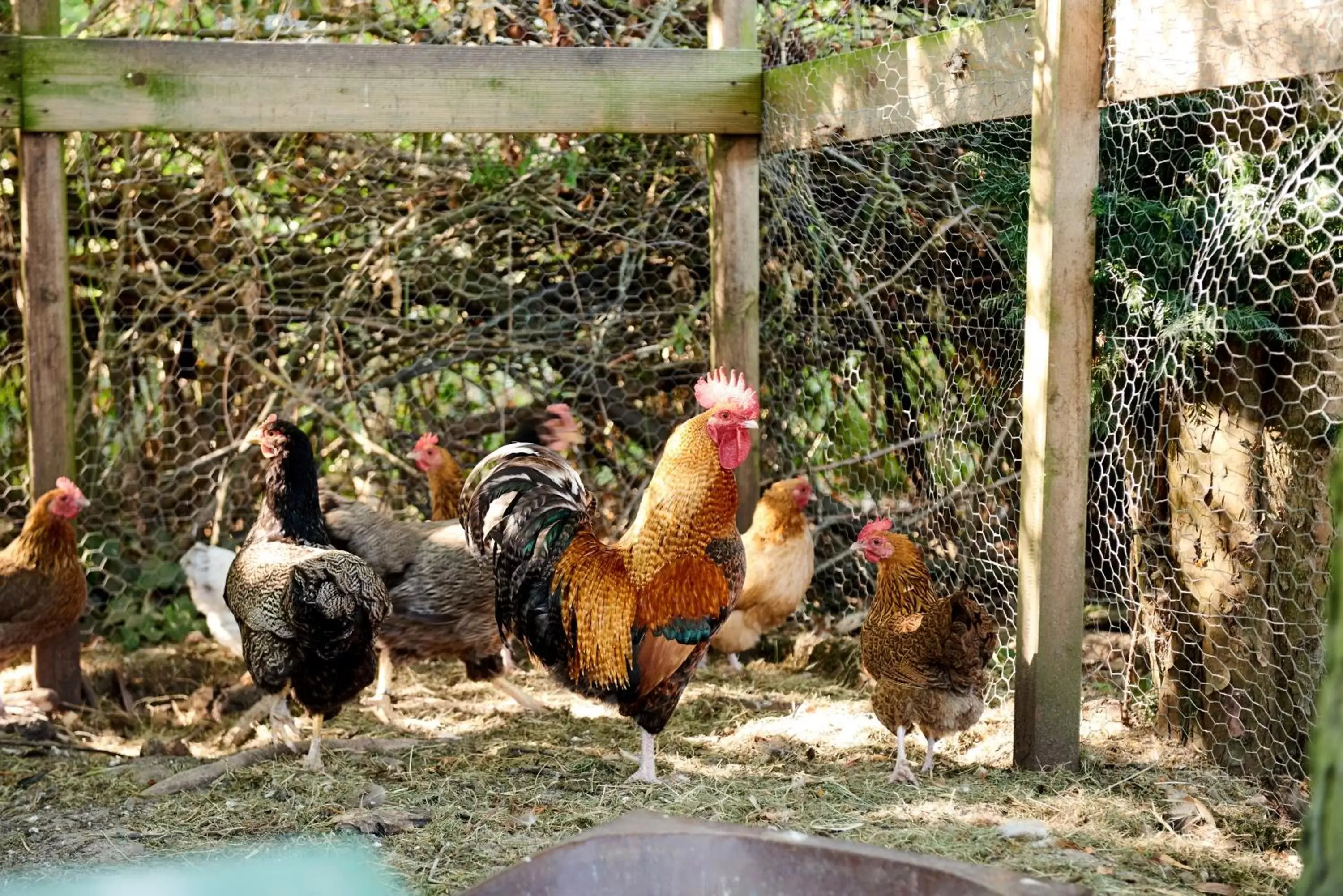 Area and facilities, Other Animals in B&B Molenstreek