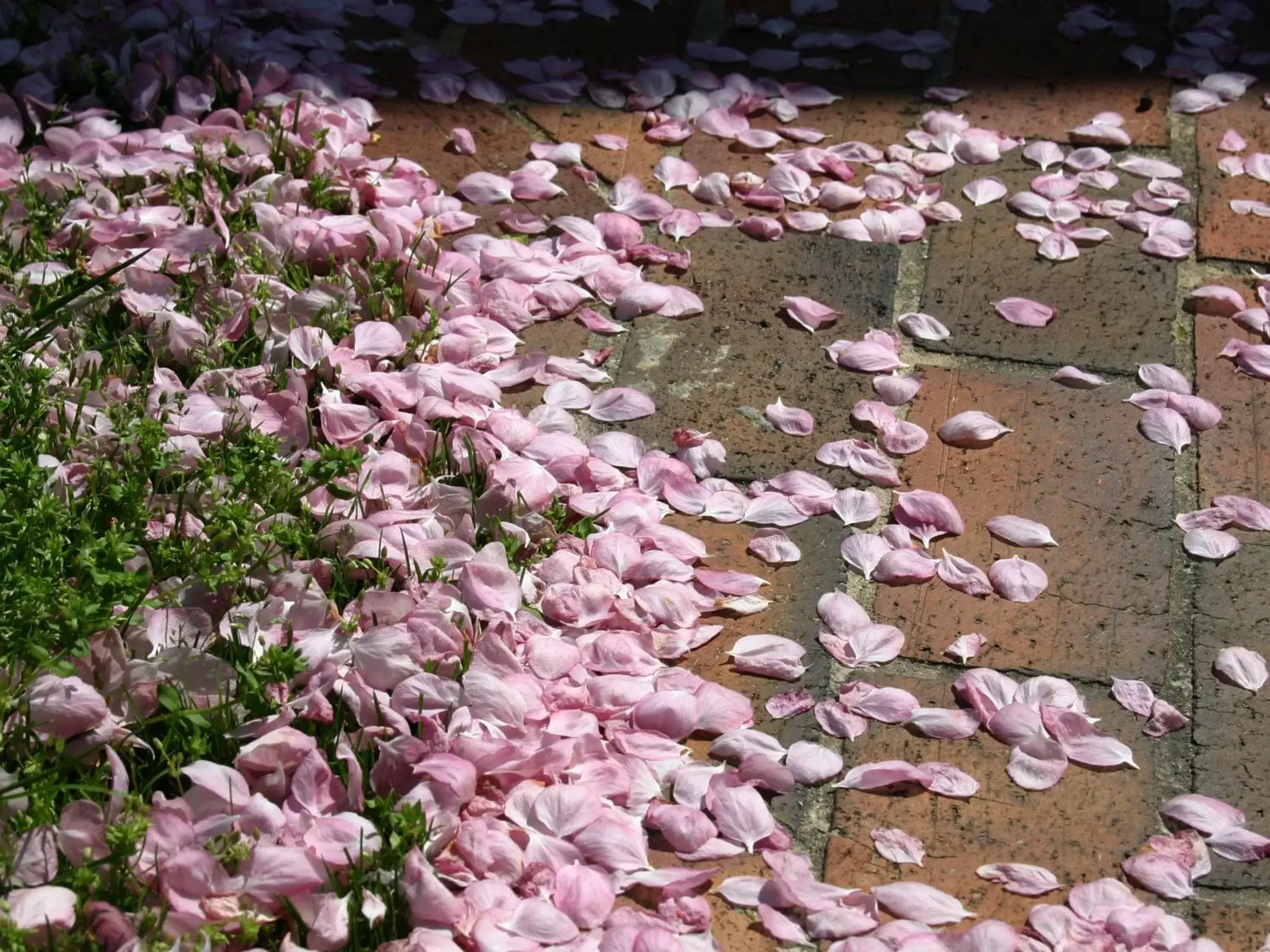 Spring in Showers Inn