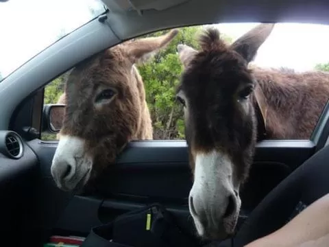 Animals in La Peonia Boutique B&B