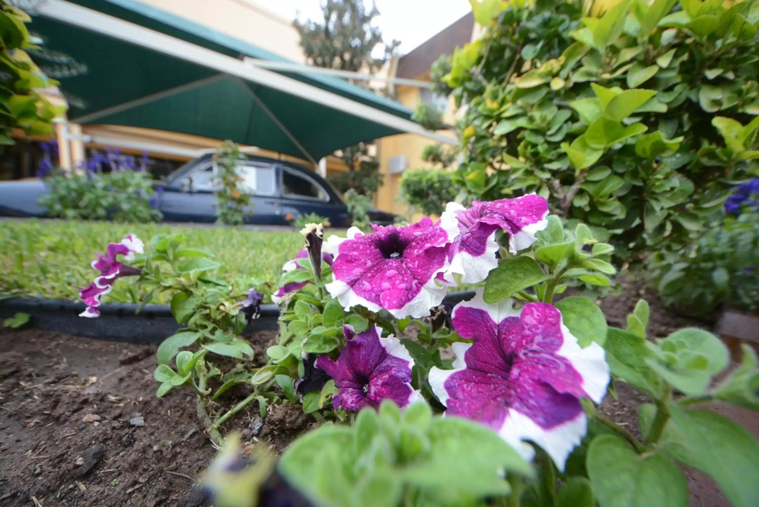 Property building, Garden in Hotel Sicomoro