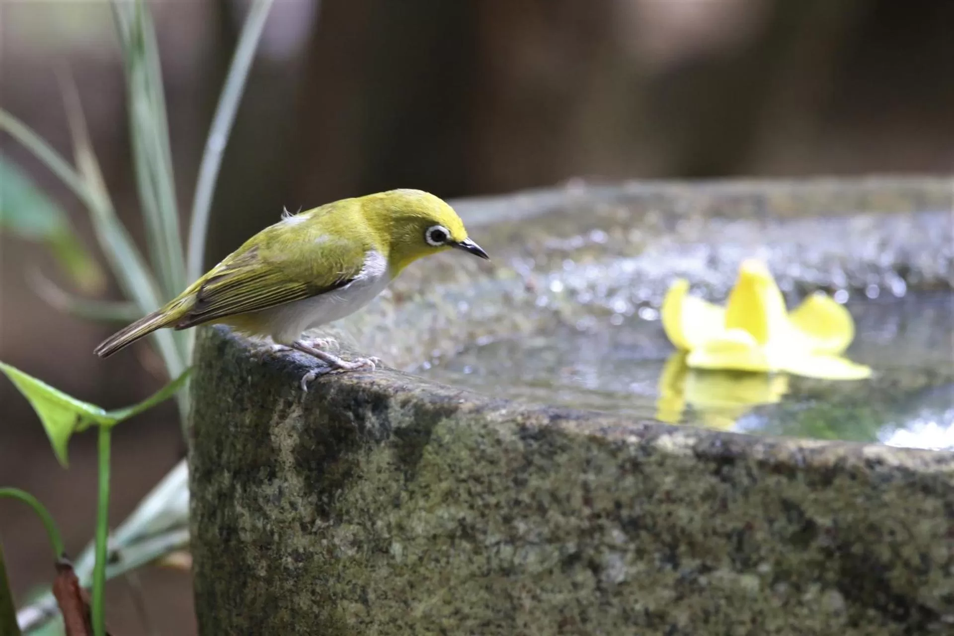 Animals in The Spice House Mirissa