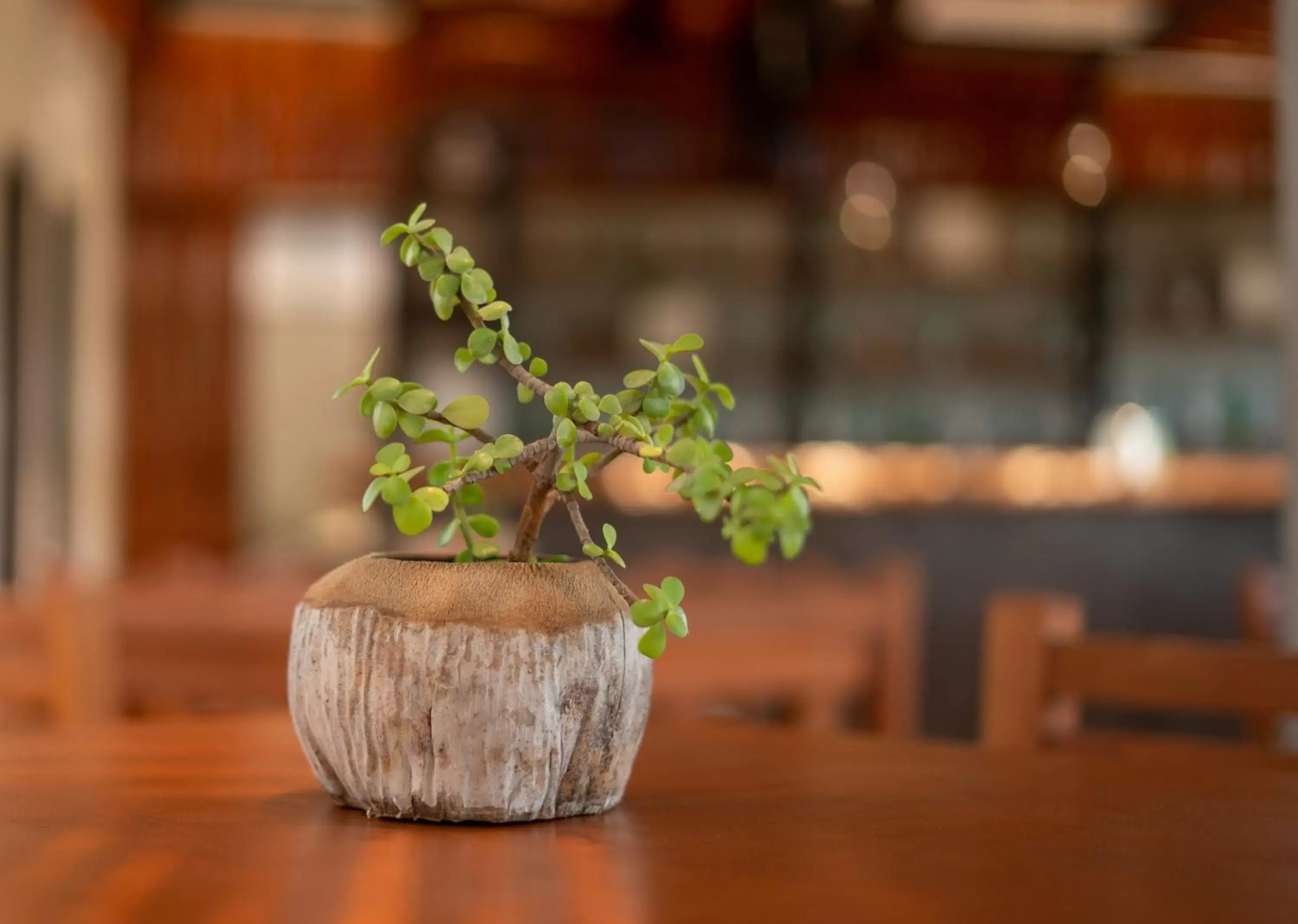 Breakfast in Hotel Muyu Tulum