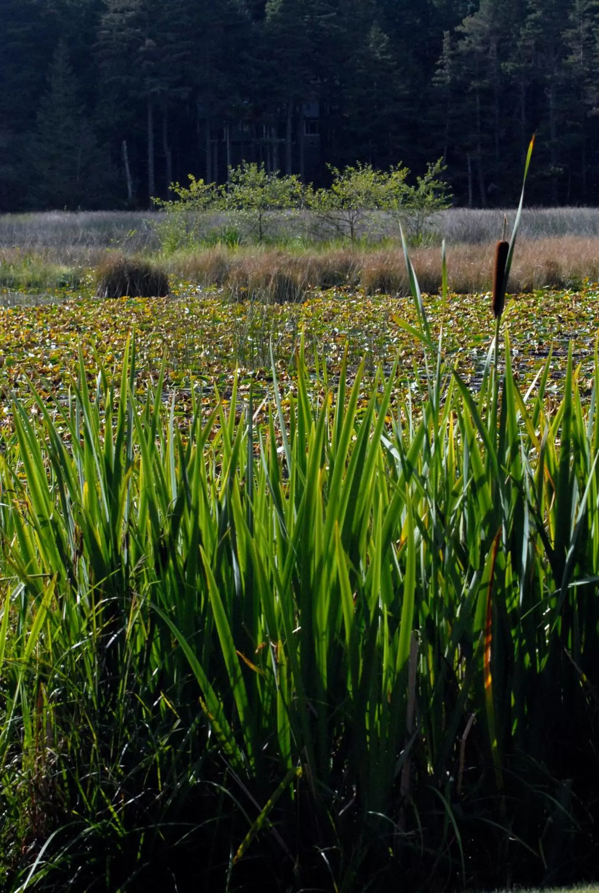 Natural landscape in Otter's Pond Bed and Breakfast