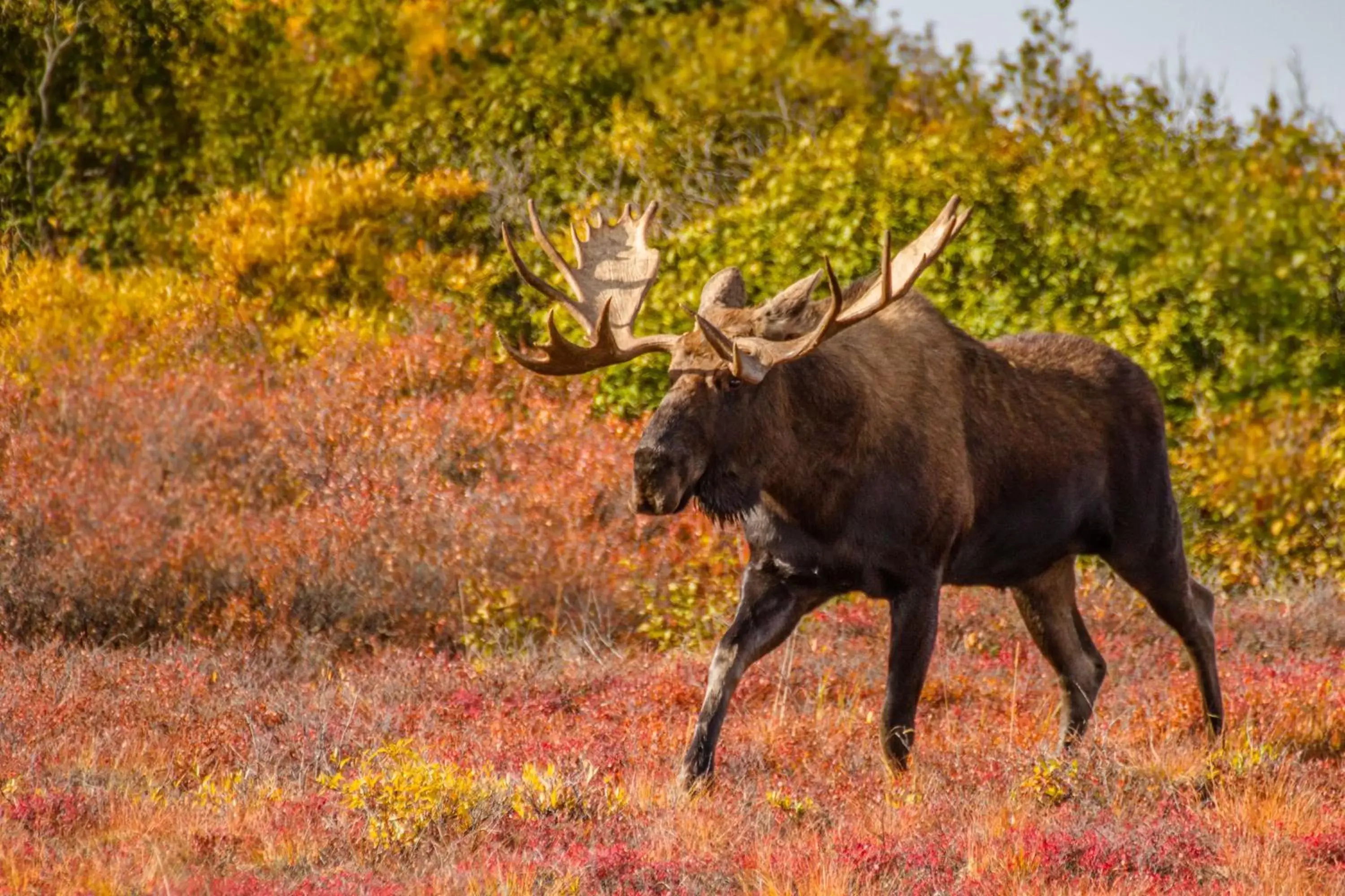 Nearby landmark, Other Animals in Candlewood Suites - Fairbanks, an IHG Hotel