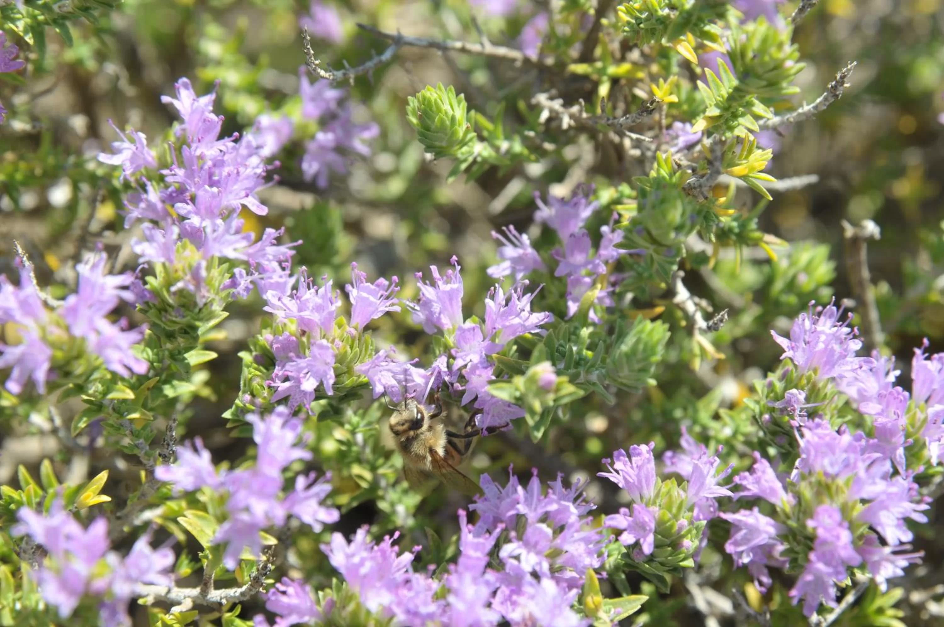 Natural landscape in Morfeo Charming Rooms & Relax