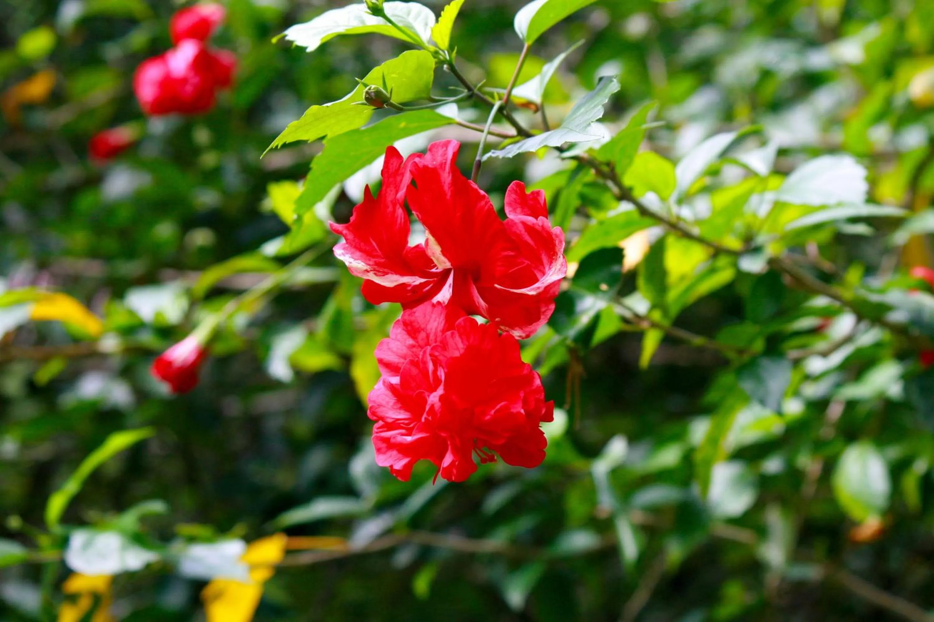 Property building in Khao Sok Morning Mist Resort