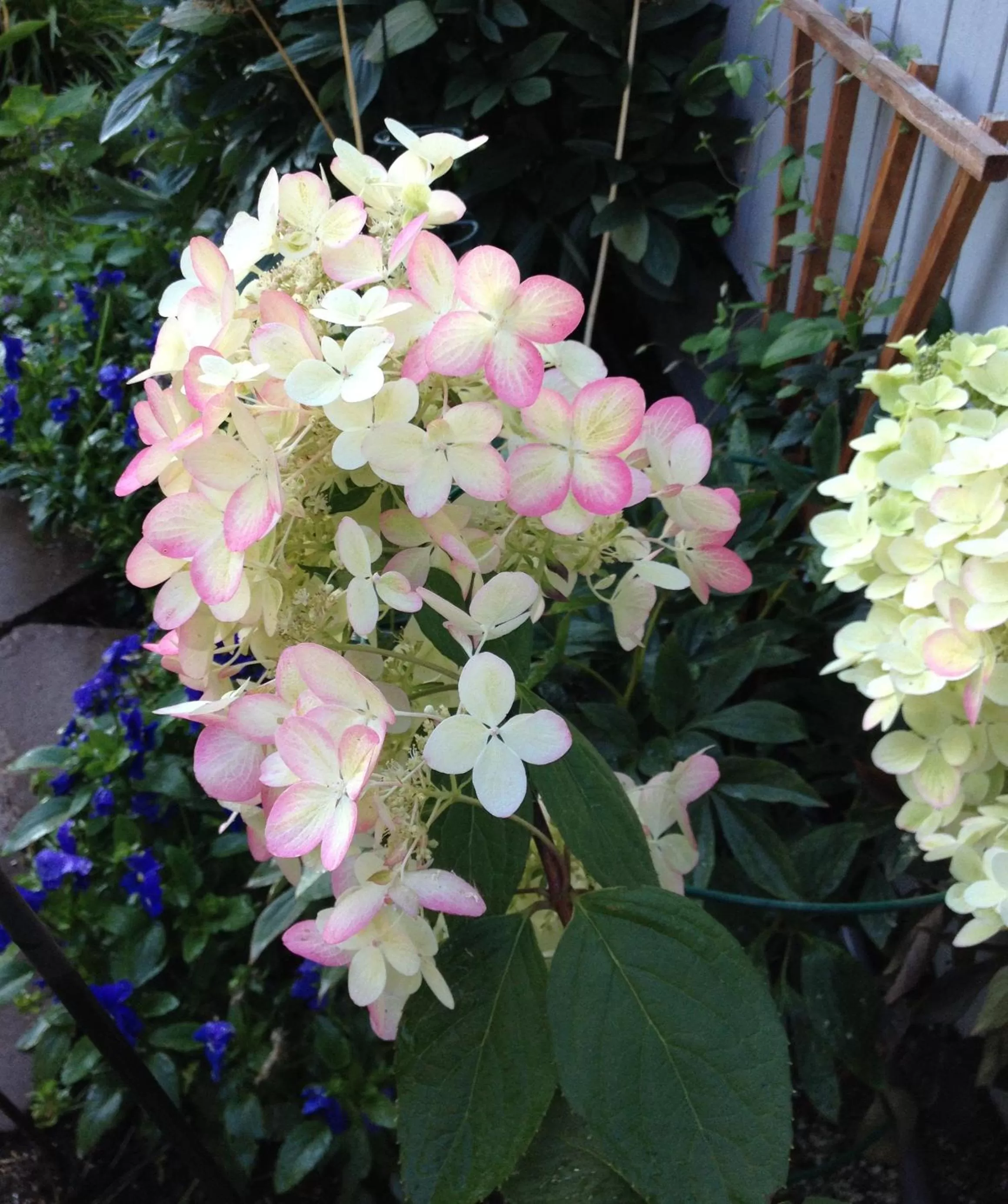 Garden in Gardenside Bed and Breakfast