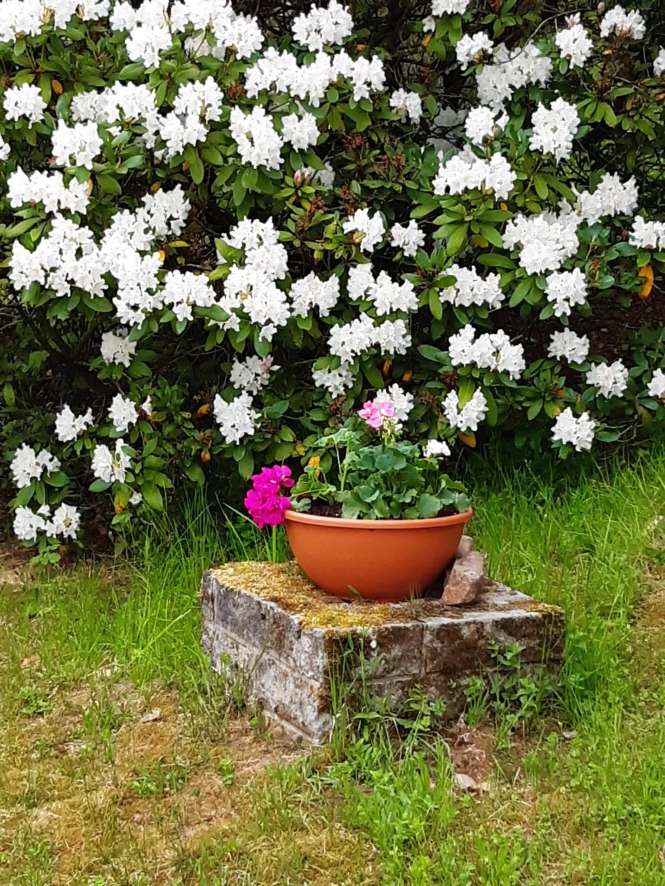 Garden in Erzgebirgshotel Misnia Bärenfels