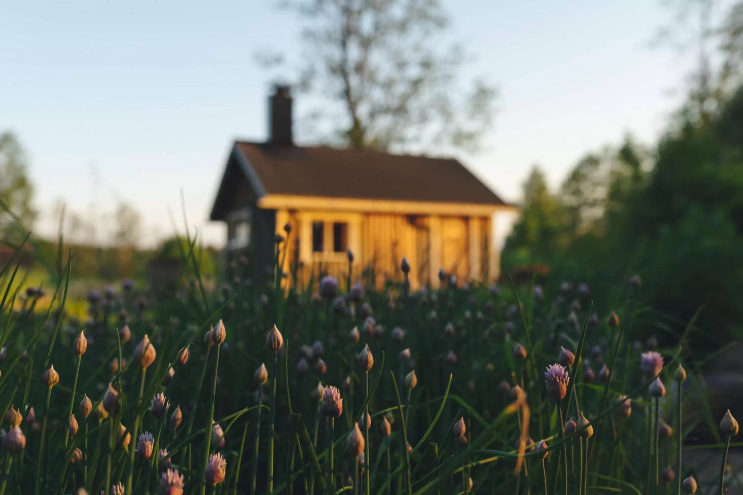 Garden in Olo Center by Kolovesi National Park