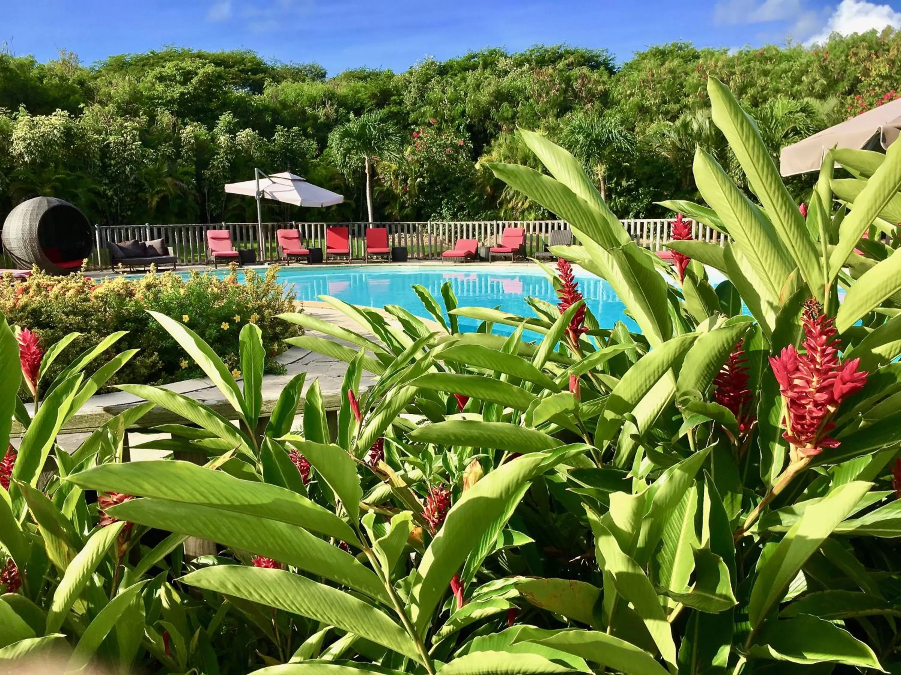 Swimming pool in Résidence Le Vallon Guadeloupe Parc Piscine Appartements & Studios