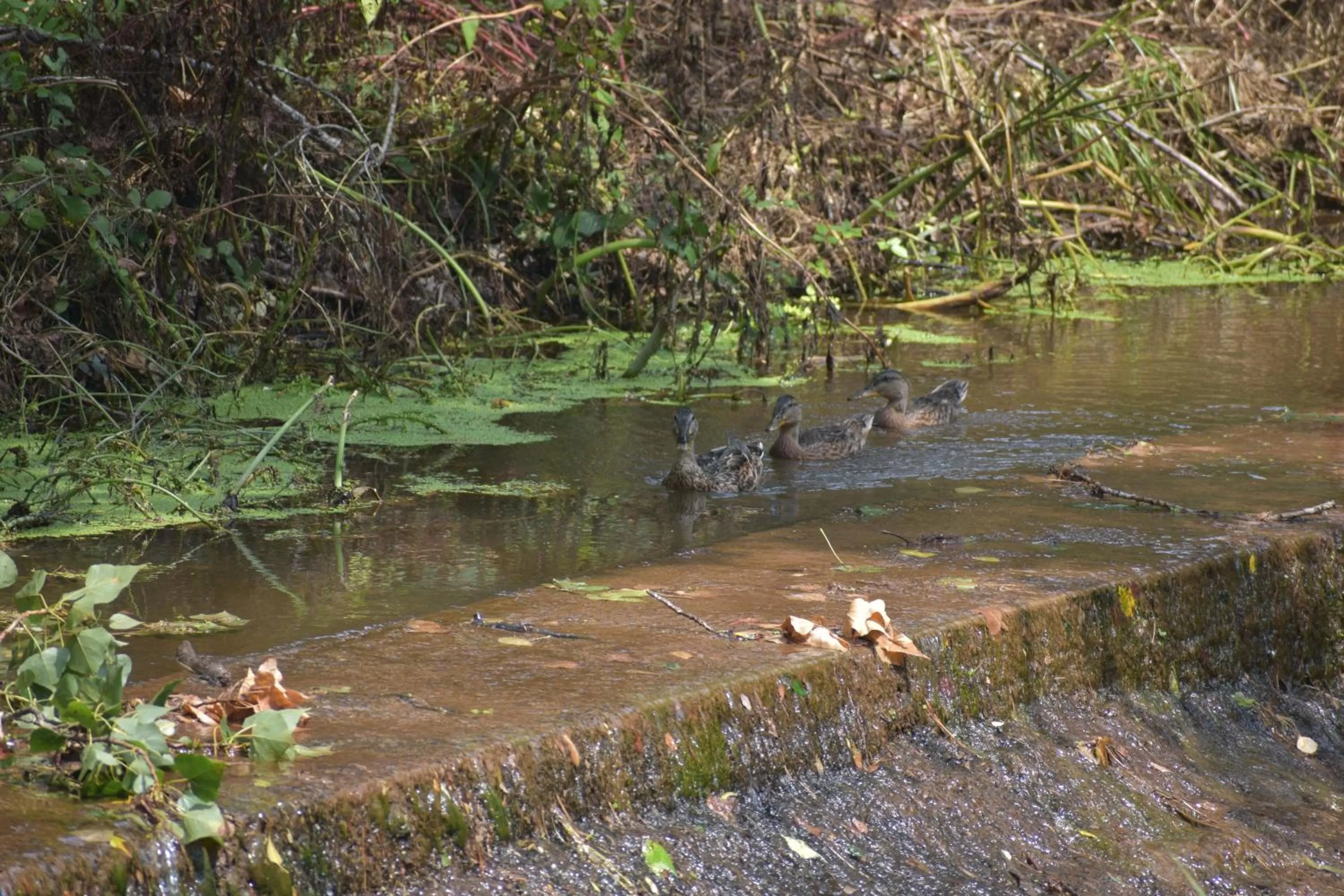Off site in Hotel Moli De La Torre