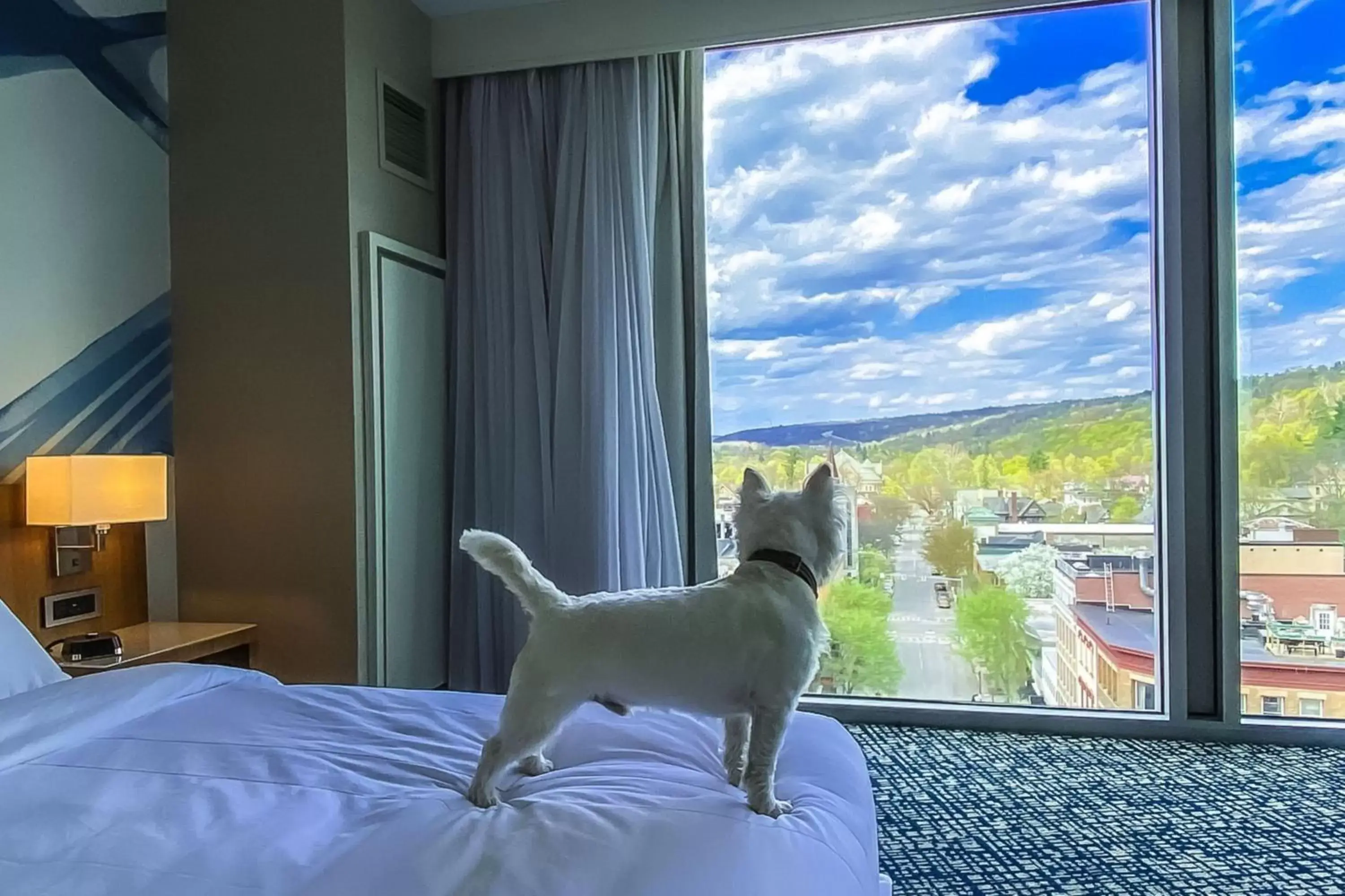 Photo of the whole room, Pets in Ithaca Marriott Downtown on the Commons