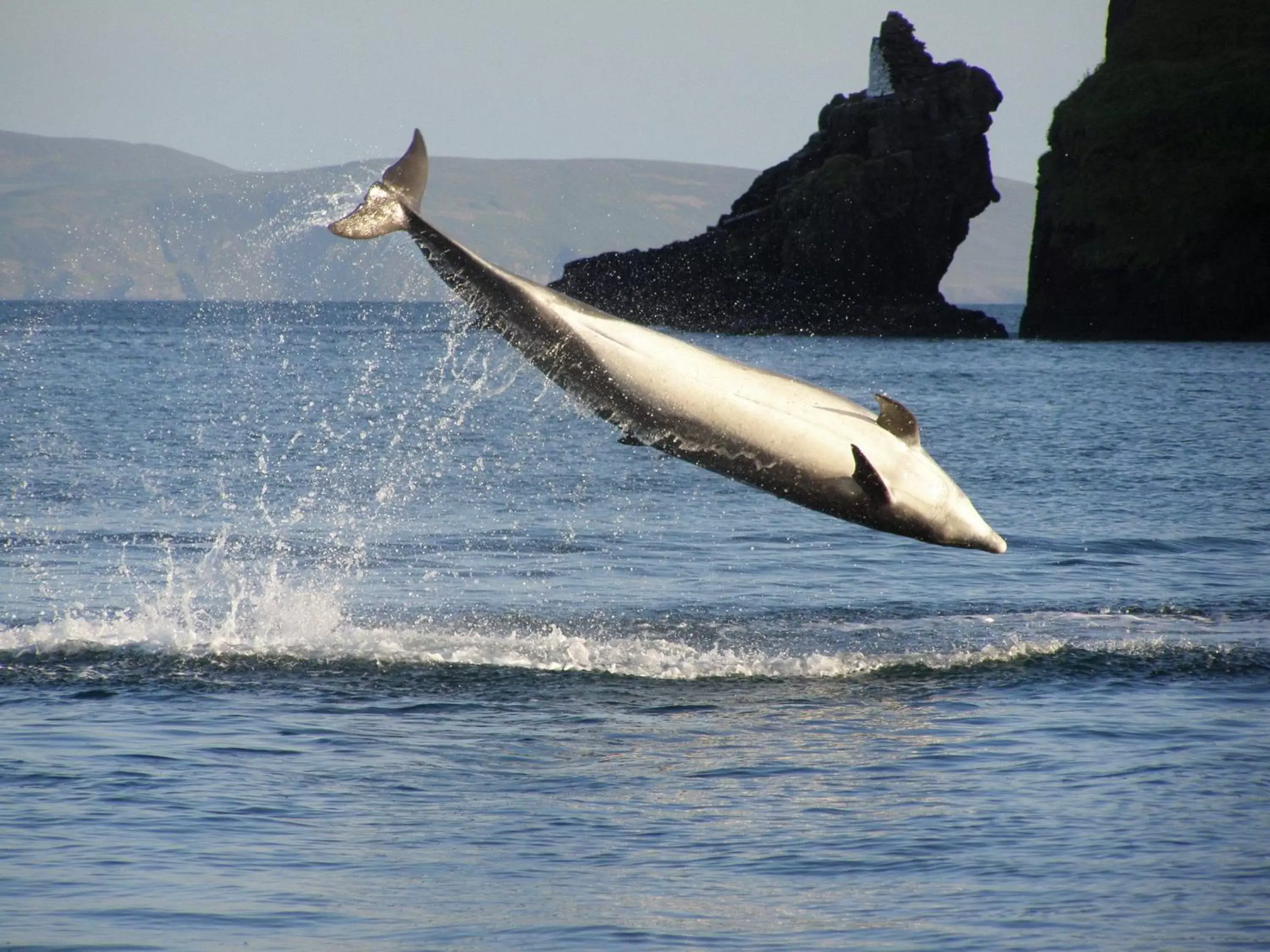 Area and facilities, Other Animals in Dingle Skellig Hotel