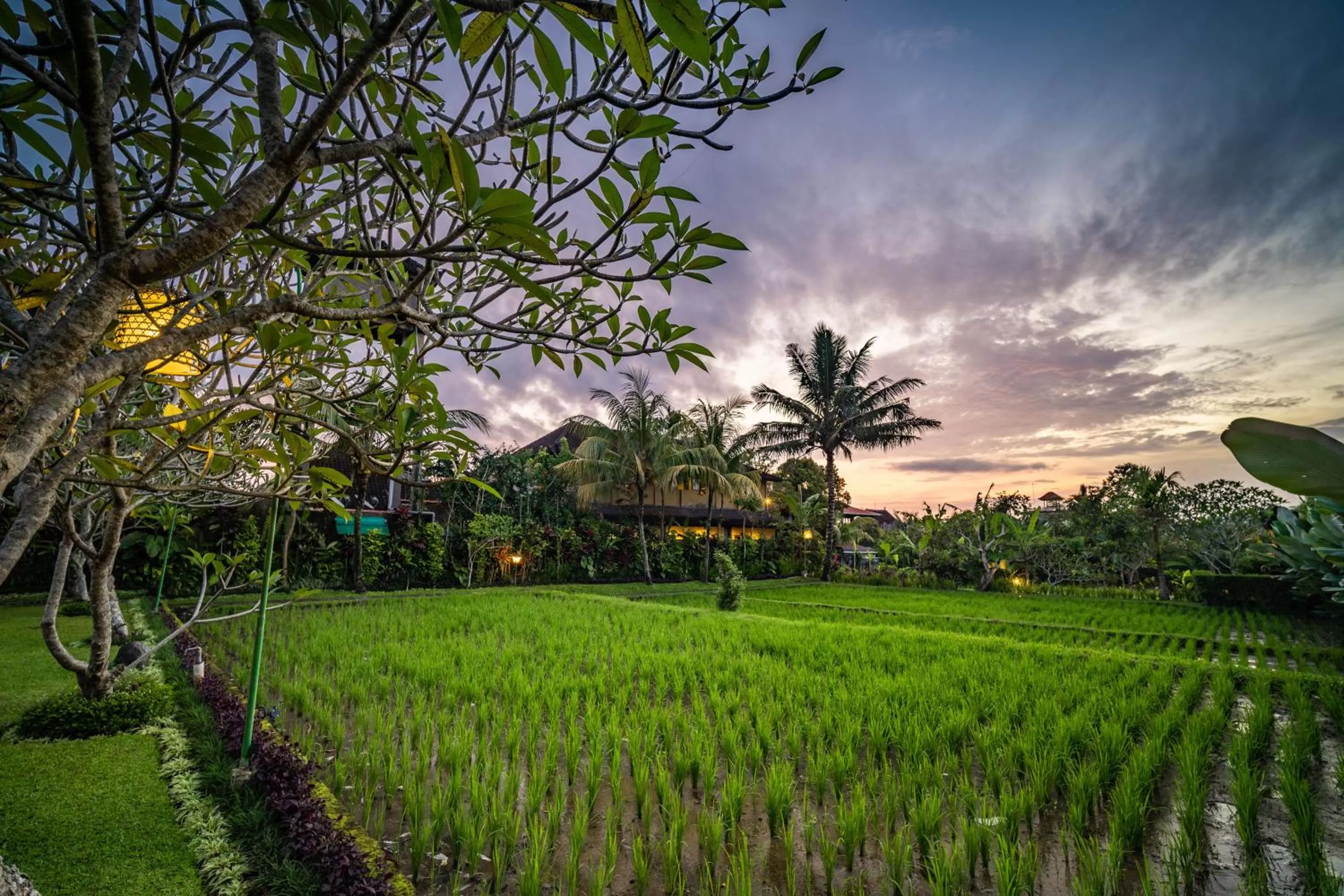 Garden view in Bliss Ubud Spa Resort