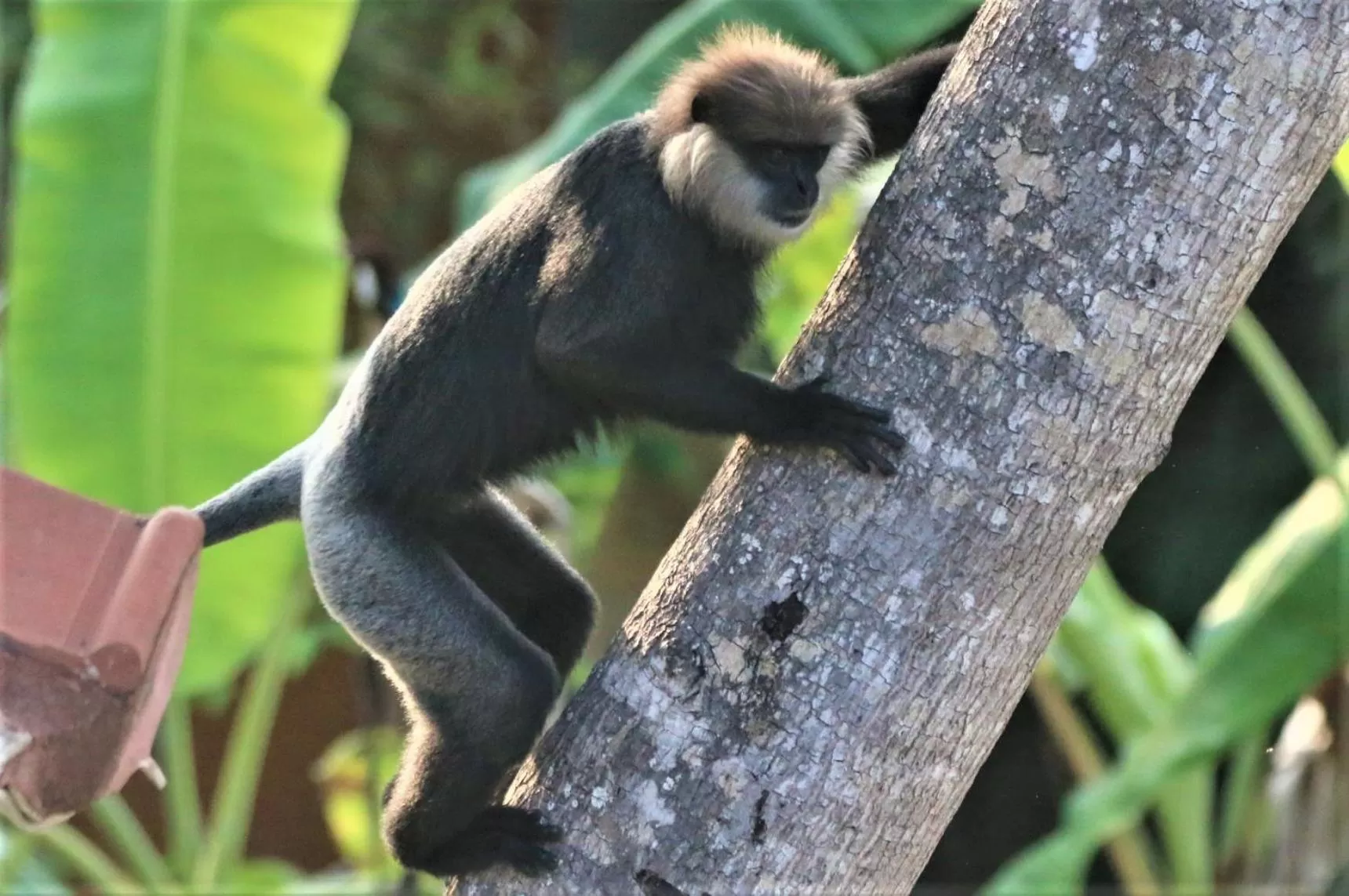 Animals in The Spice House Mirissa